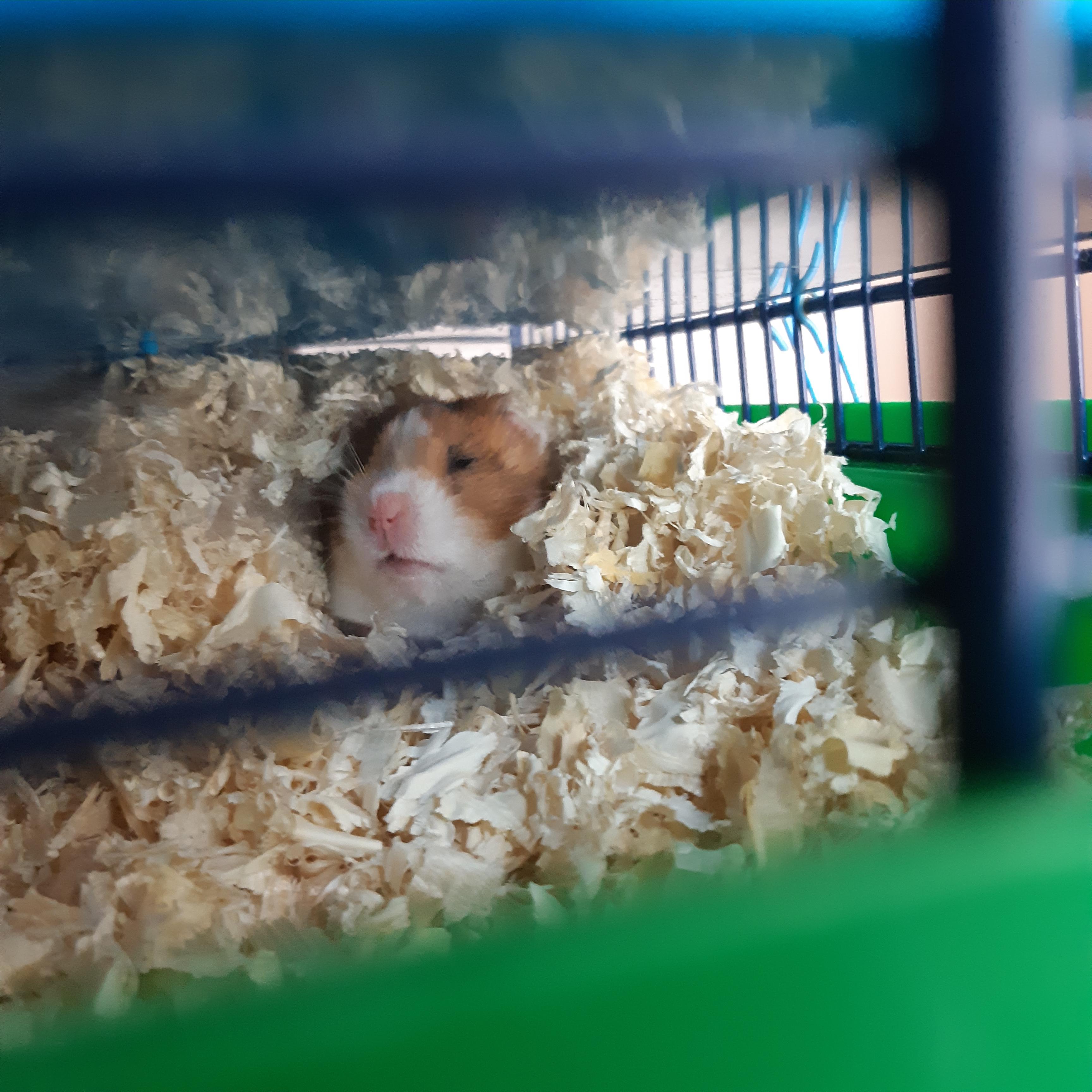 My best and only quarantine companion ) r/hamsters