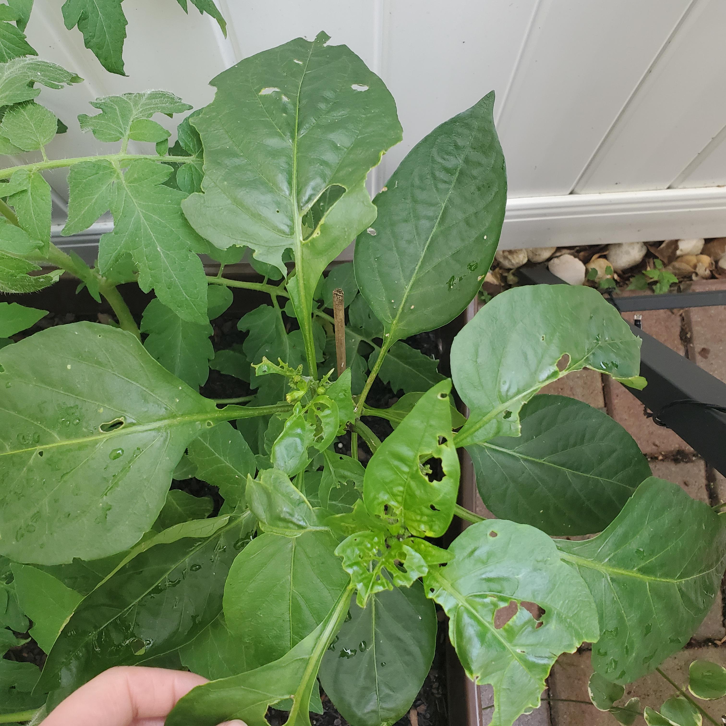 What could be eating my bell pepper plant and how do I ruin its day