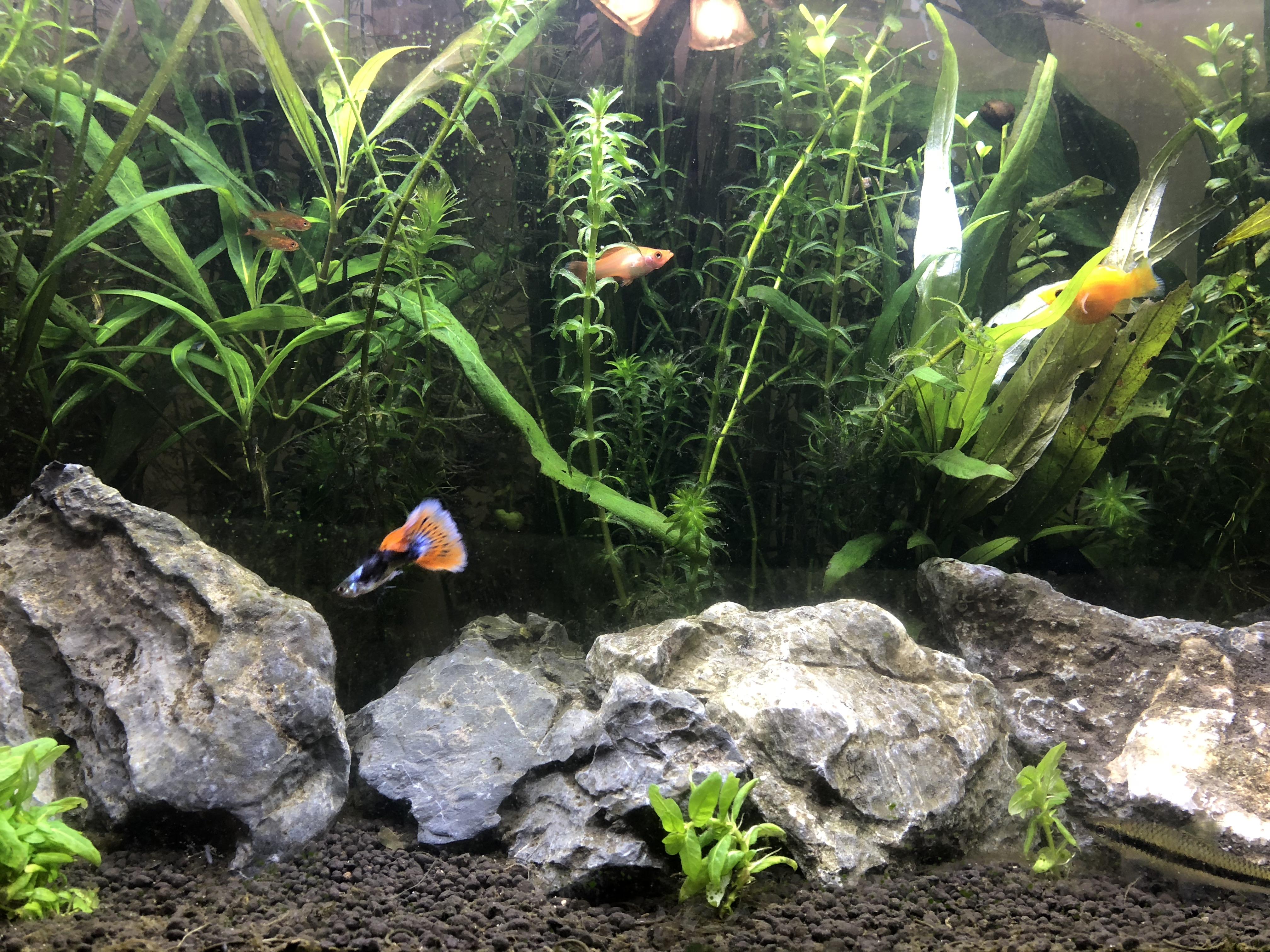 Just did a rescape of my beginner planted tank! I hope the