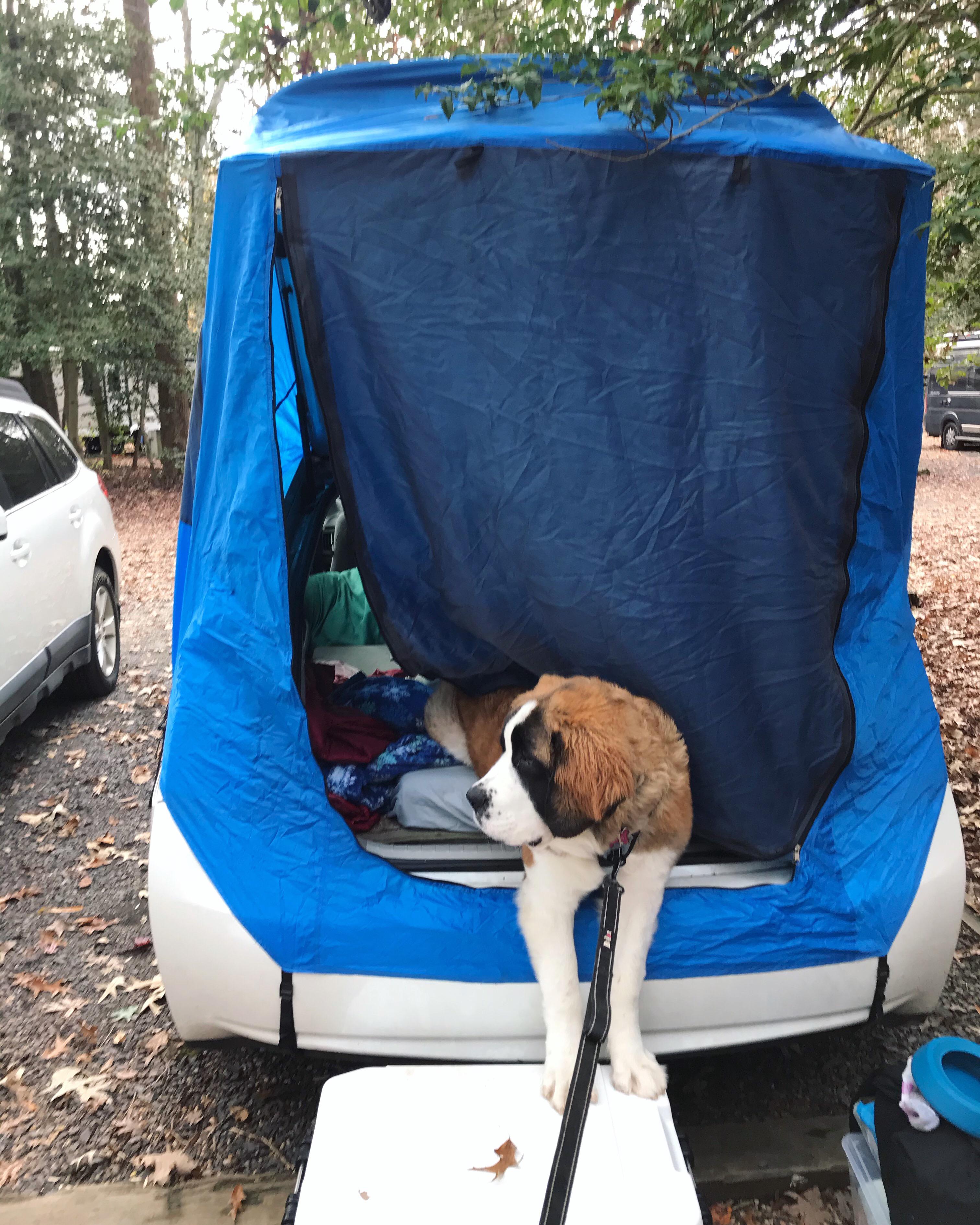 Love camping in our 2010 Prius! With the tent it’s large enough for a