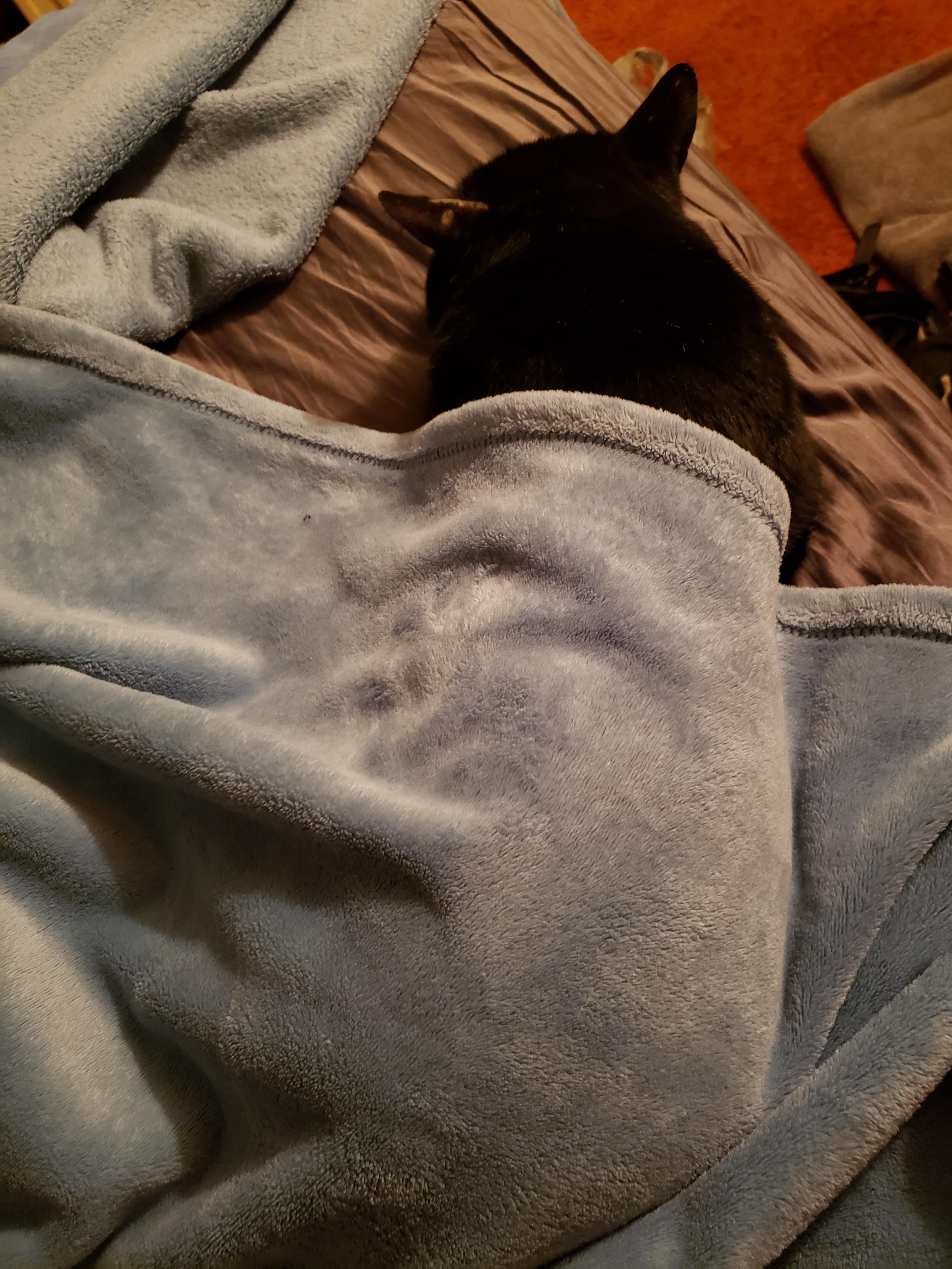 Our half feral who hates blankets has decided it's cold enough to let