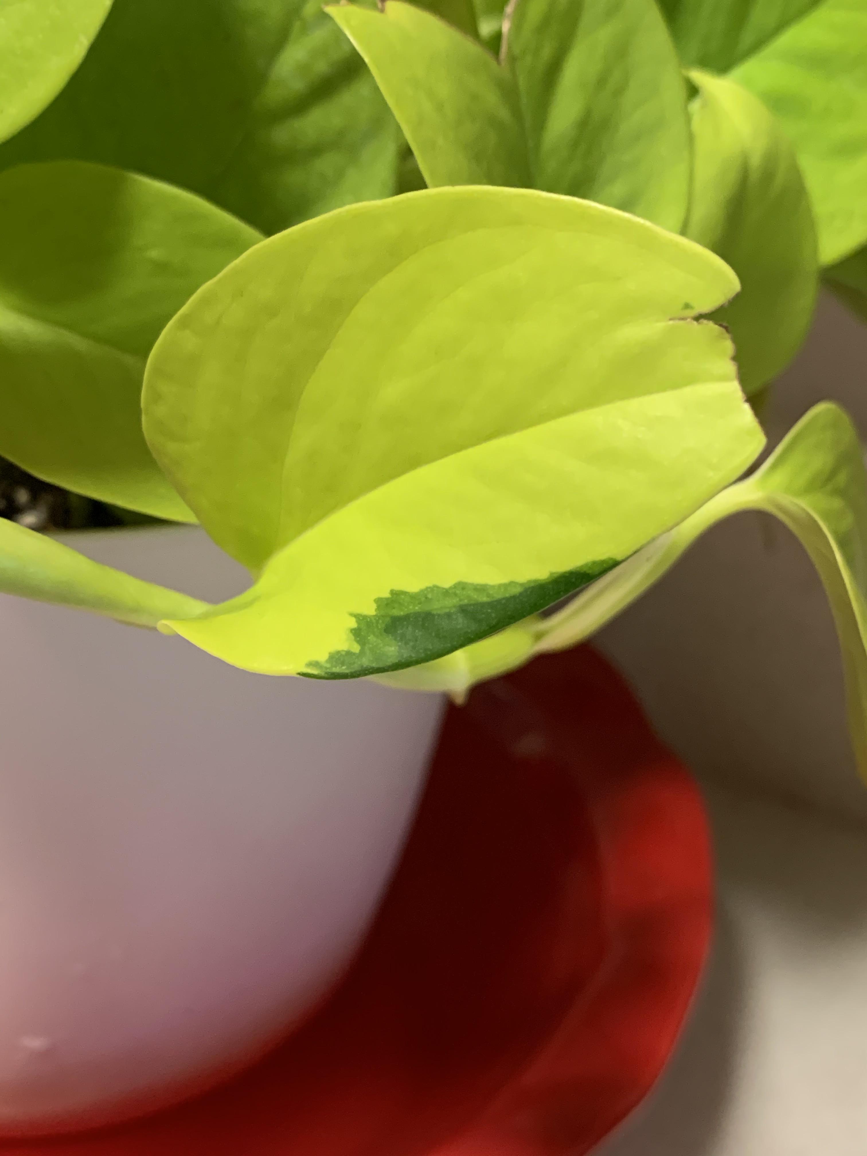 Lime Green Pothos Pothos Plant