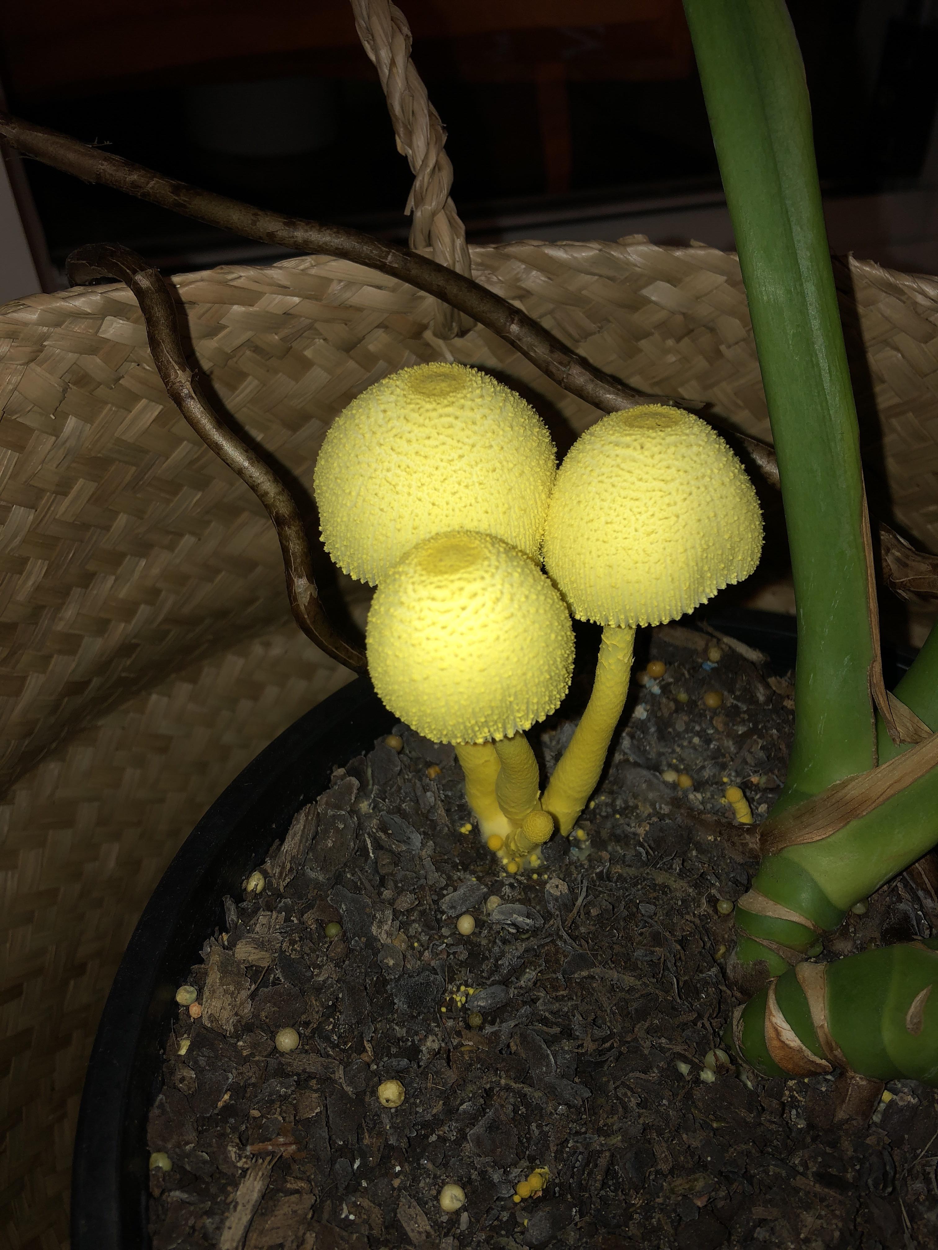 Can someone help identify this mushroom? It appeared on my monstera 2