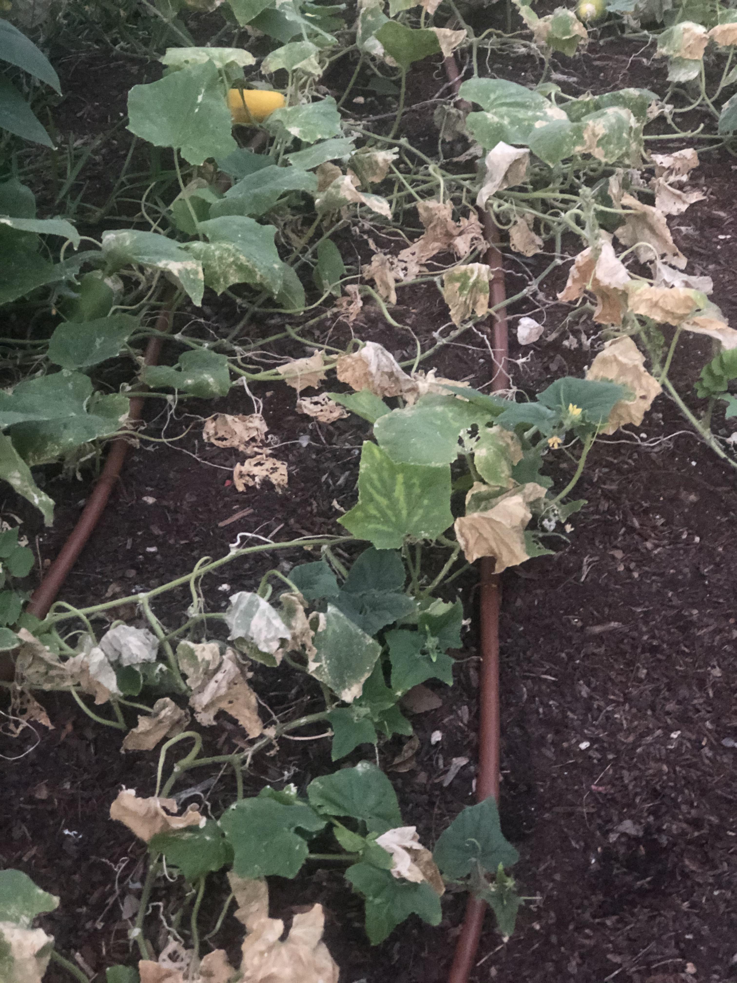 Am I overwatering my cucumbers !! r/gardening