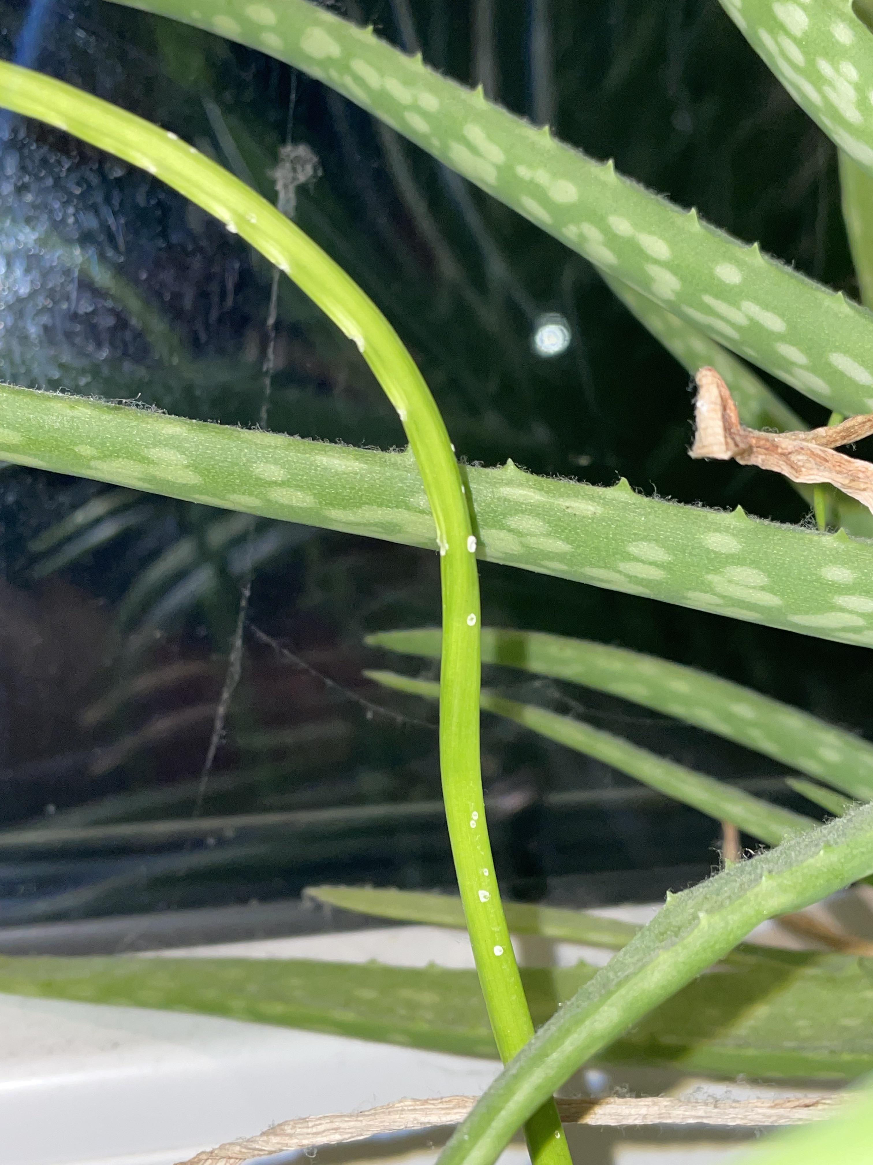 my garlic plant has these weird white spots on some of its stems. what