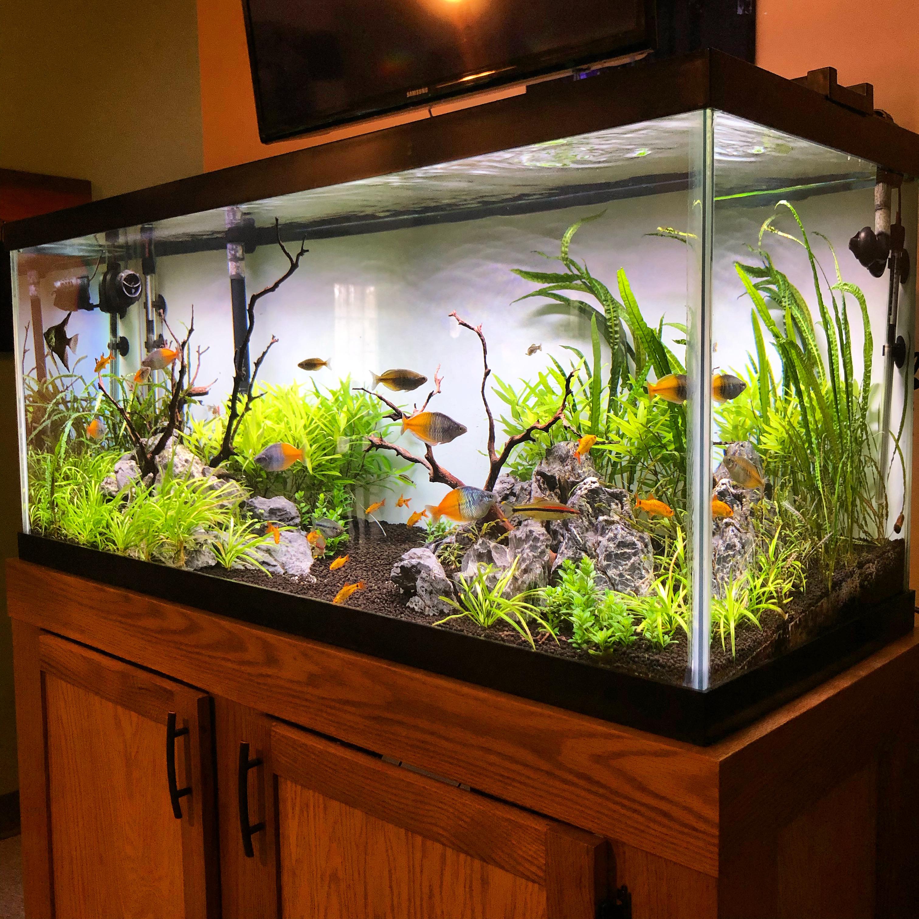 75 gallon community tank. No CO2 r/Aquariums