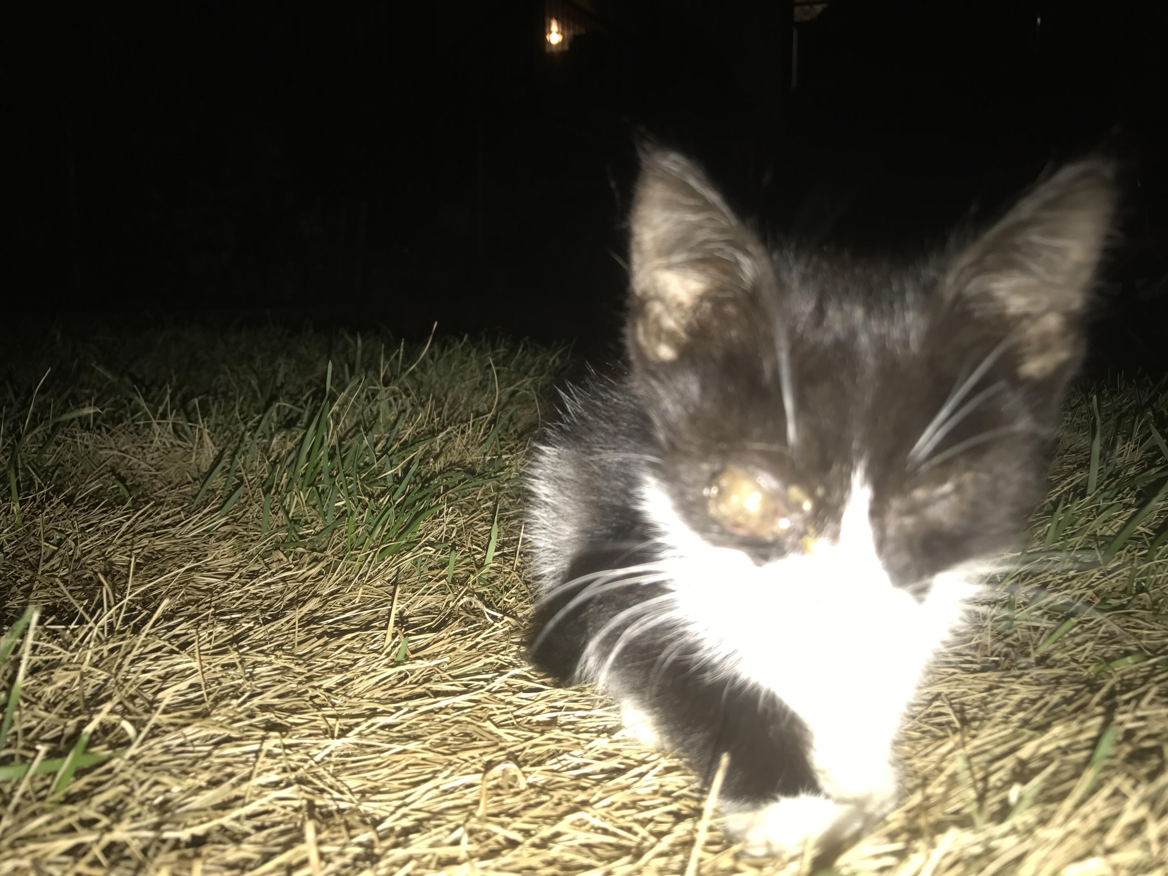 40+ Sick Kitten Pics Best Kitten Food