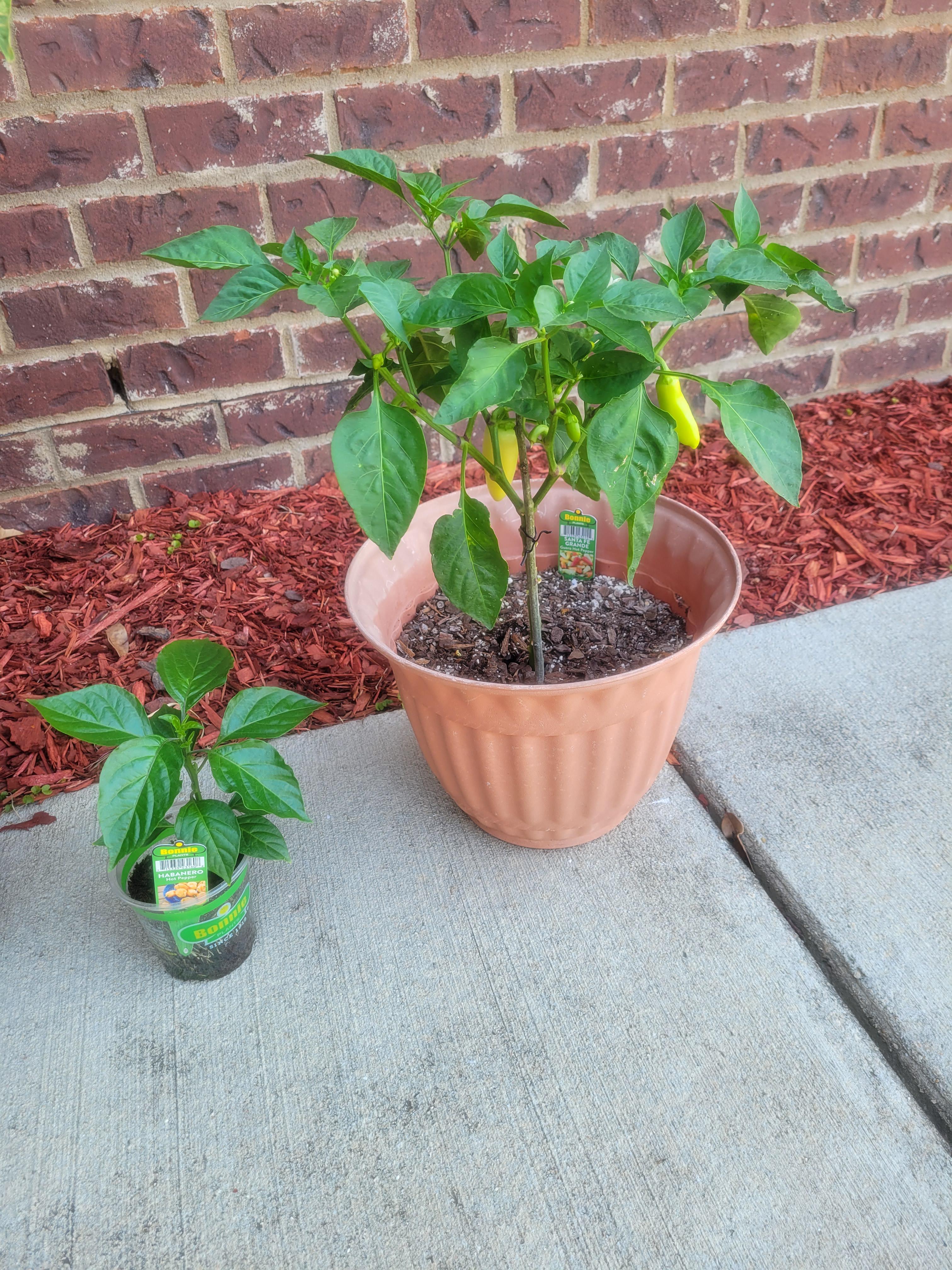 My Habanero plant (little guy) and Sante Fe Grande (bigger guy). I