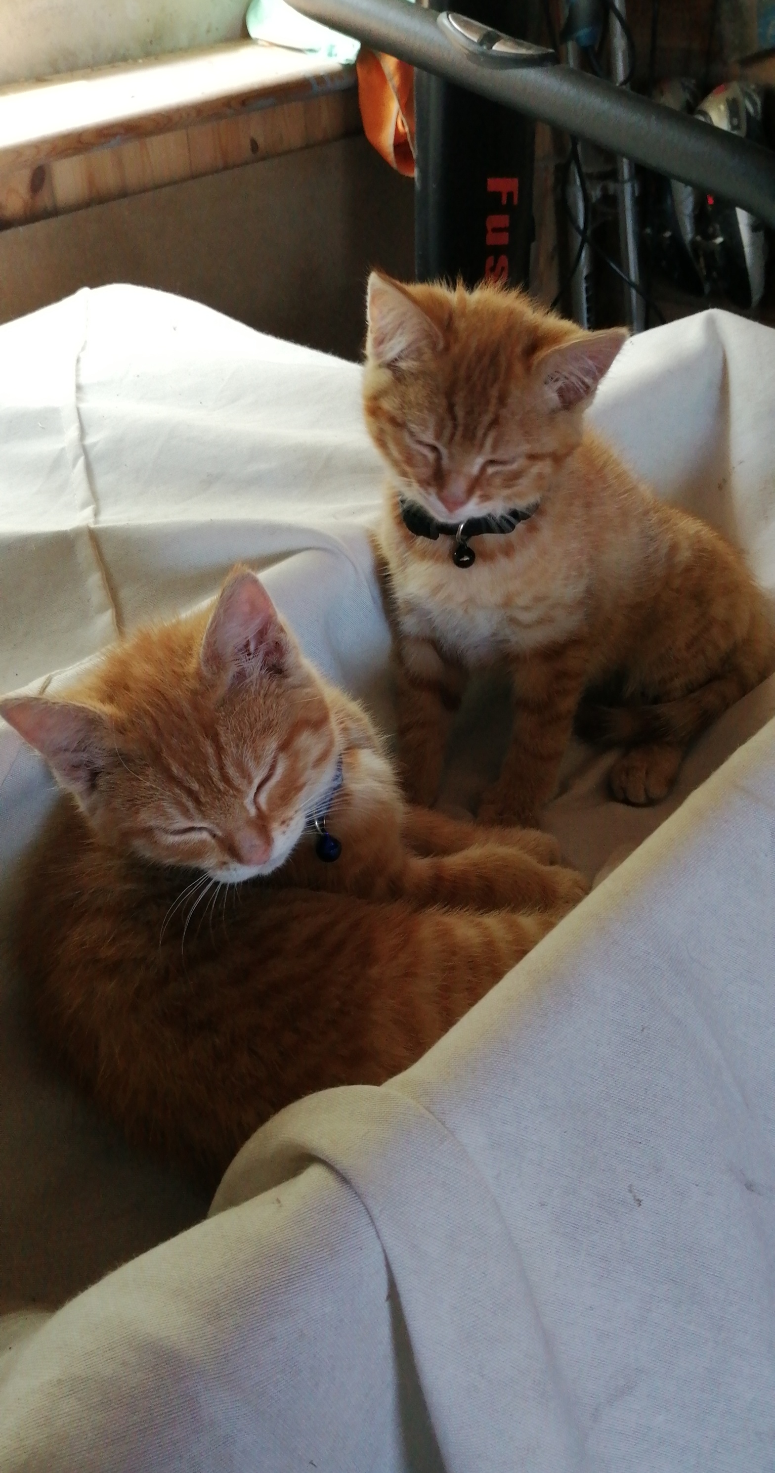 Cats sleep anywhere r/cats