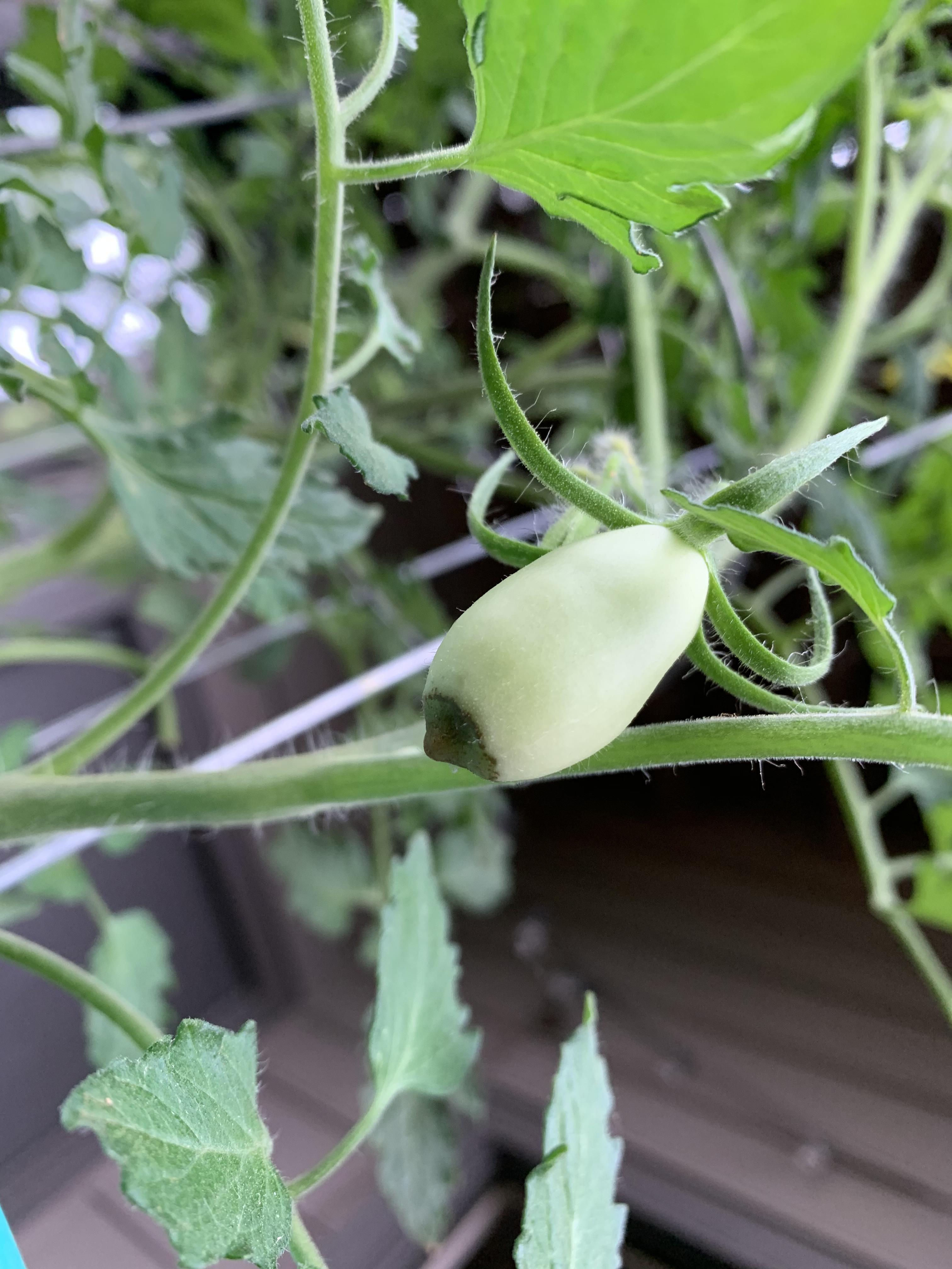 Help please! Blossomend rot on new San Marzano tomatoes (more in