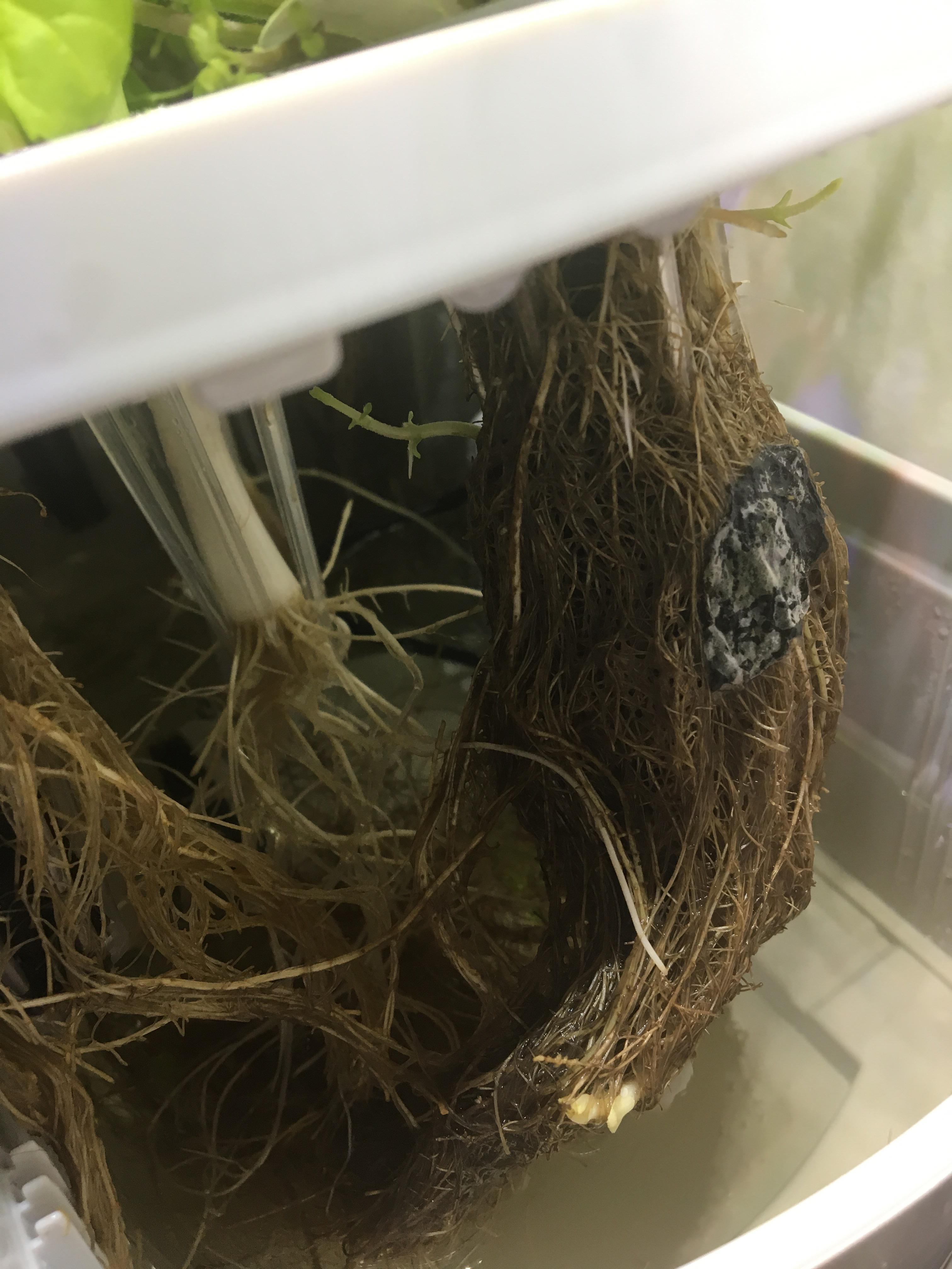 Anyone know what’s happening to my mint? A weird moldy looking patch