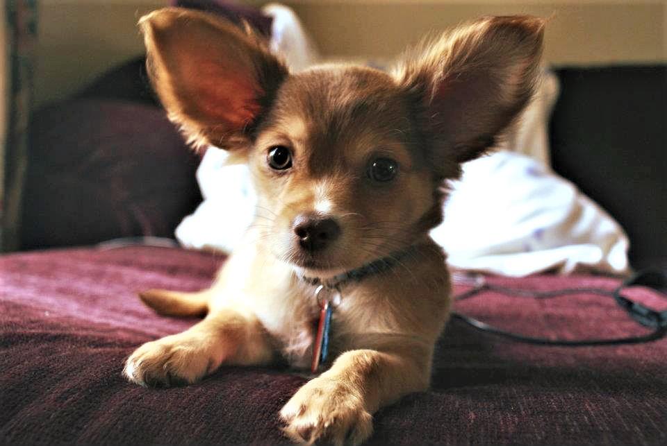 My puppy looks like Eevee from Pokemon r/aww