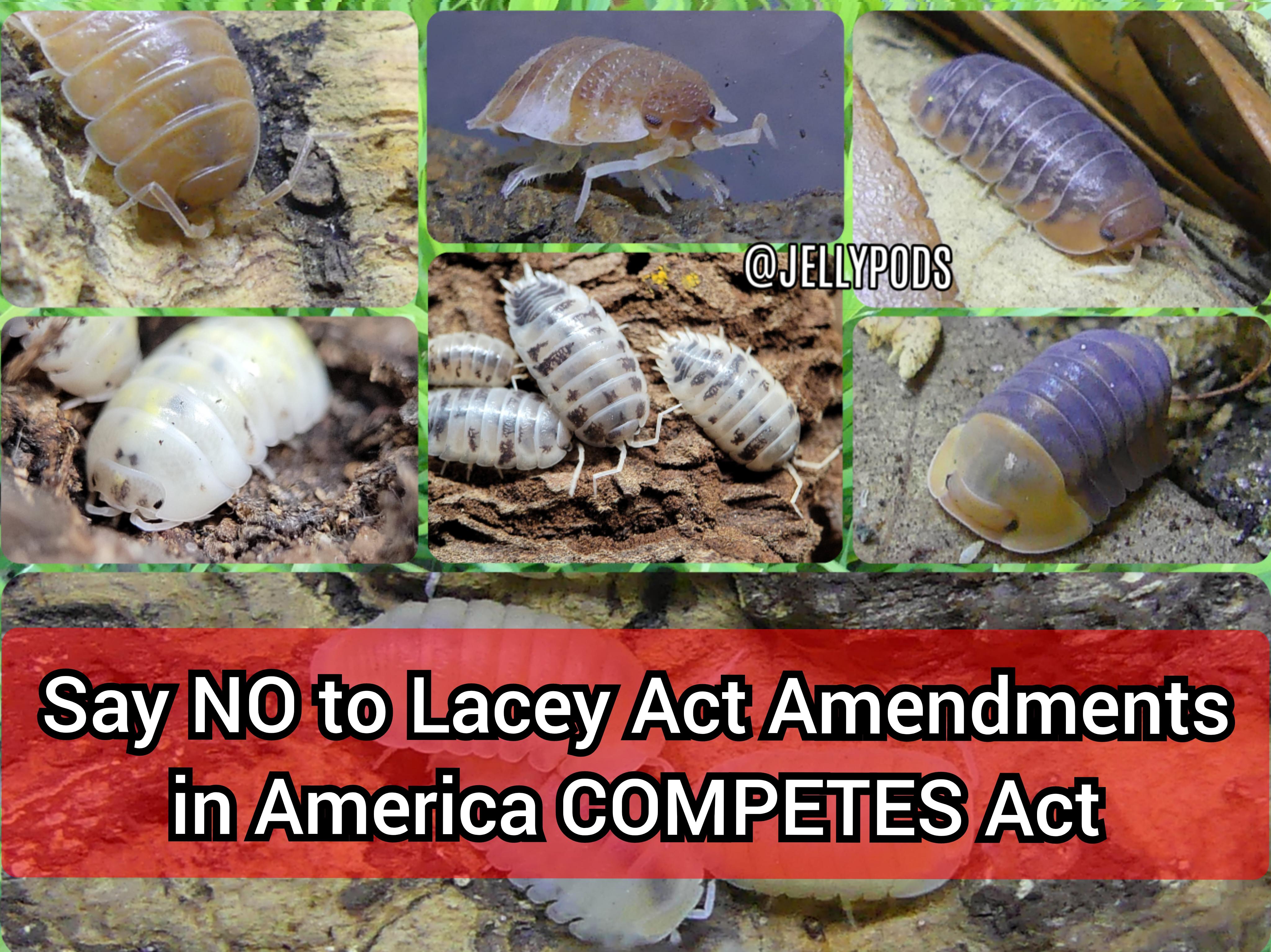 9 best u/viktor_pods images on Pholder Isopods, RATS and Pet Mice