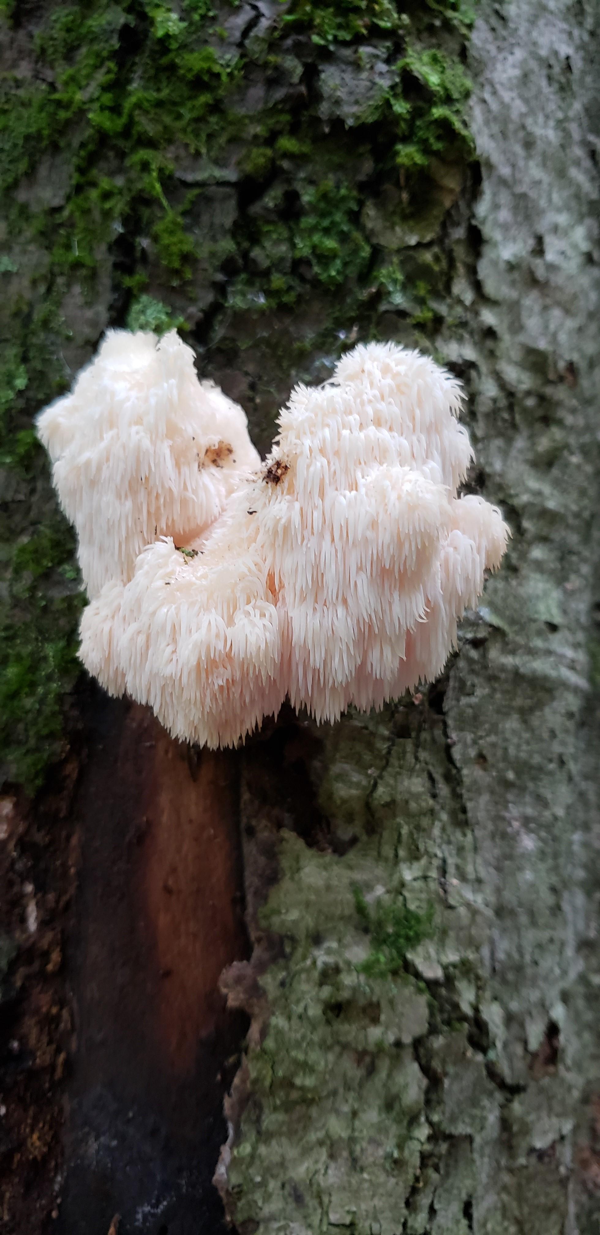 Still can't belived I found a Lion's Mane in Québec, Canada! r/mycology