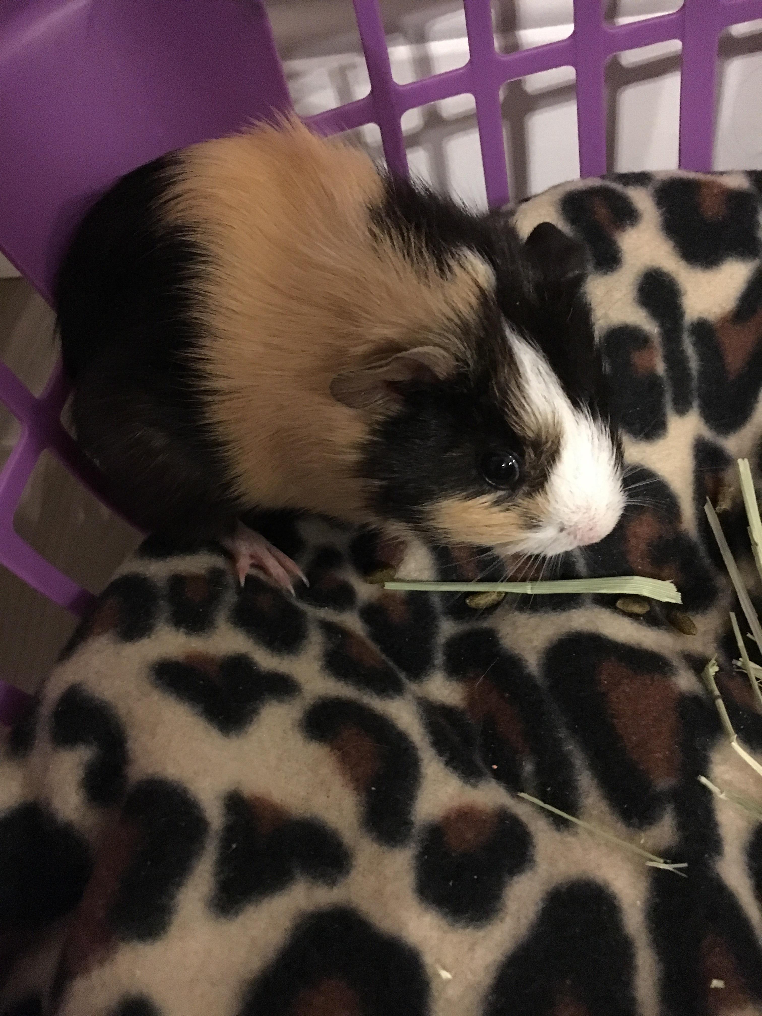 This little guy, Pua, just joined the family! He's our first Guinea pig