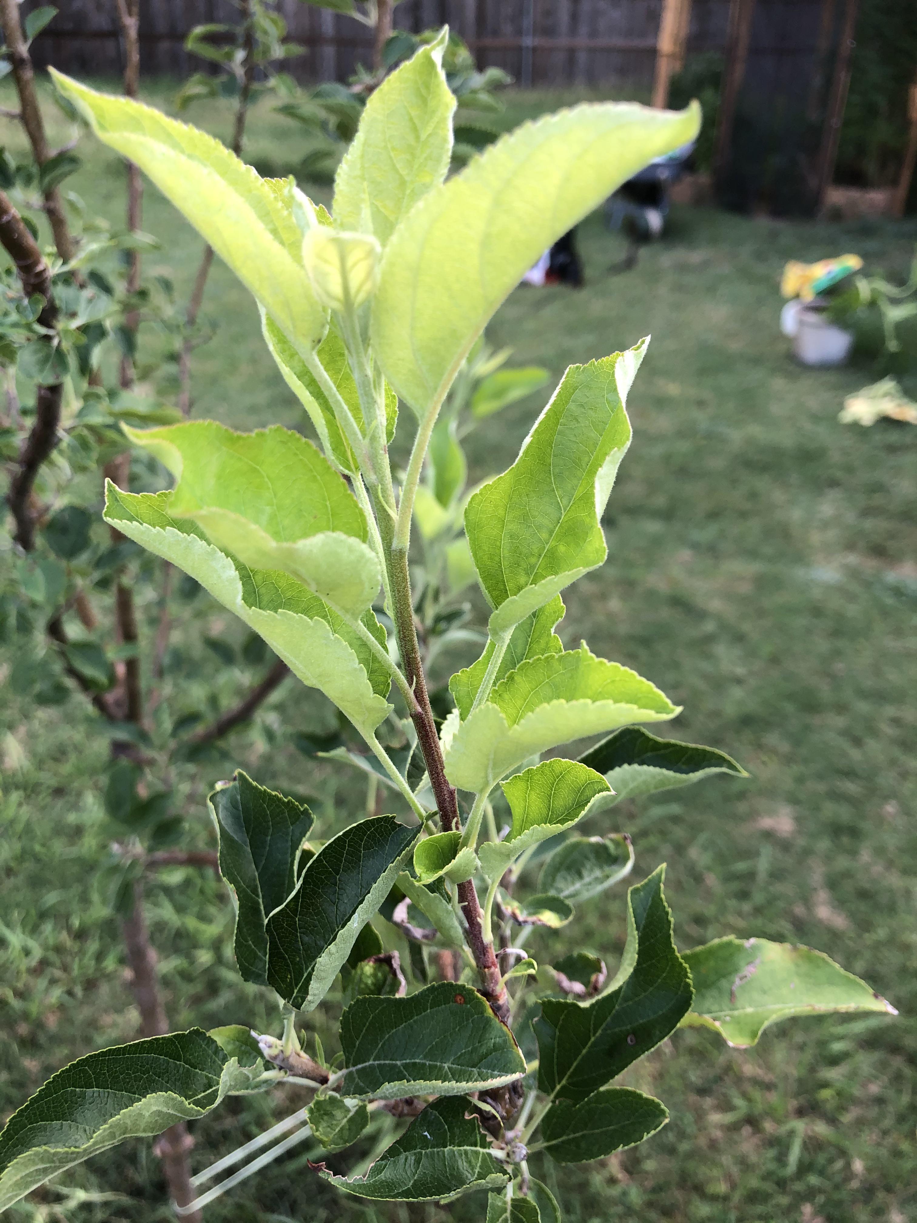 Why in the heck are my Granny Smith Apple tree leaves curling