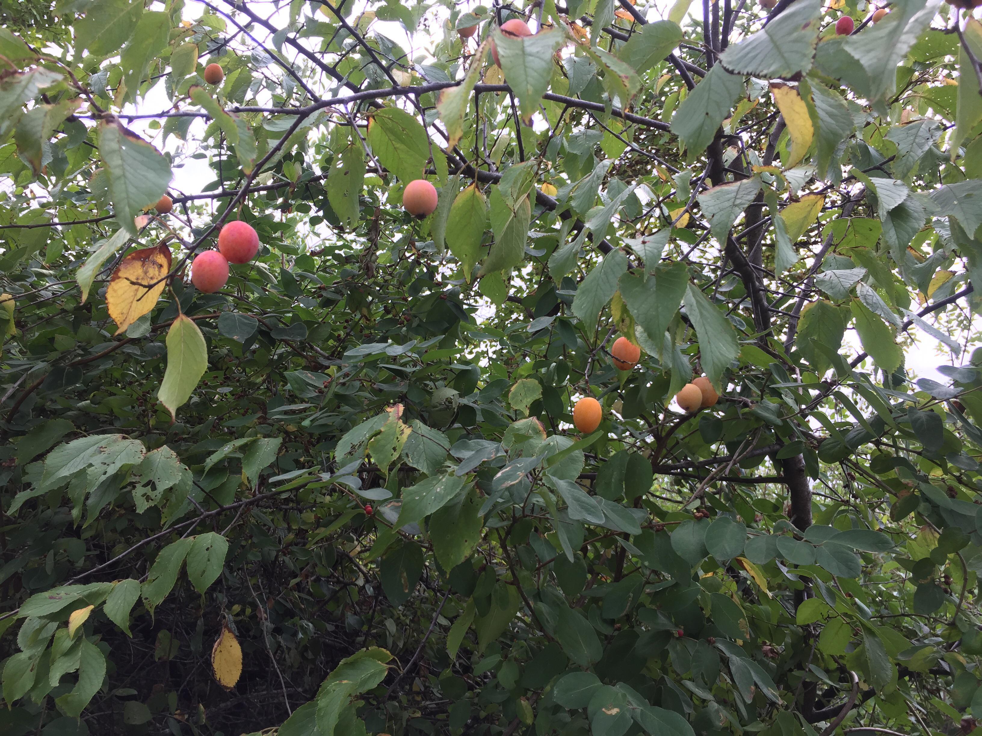 What fruit tree is this? Crabapple? Zone 4b r/Wildflowers