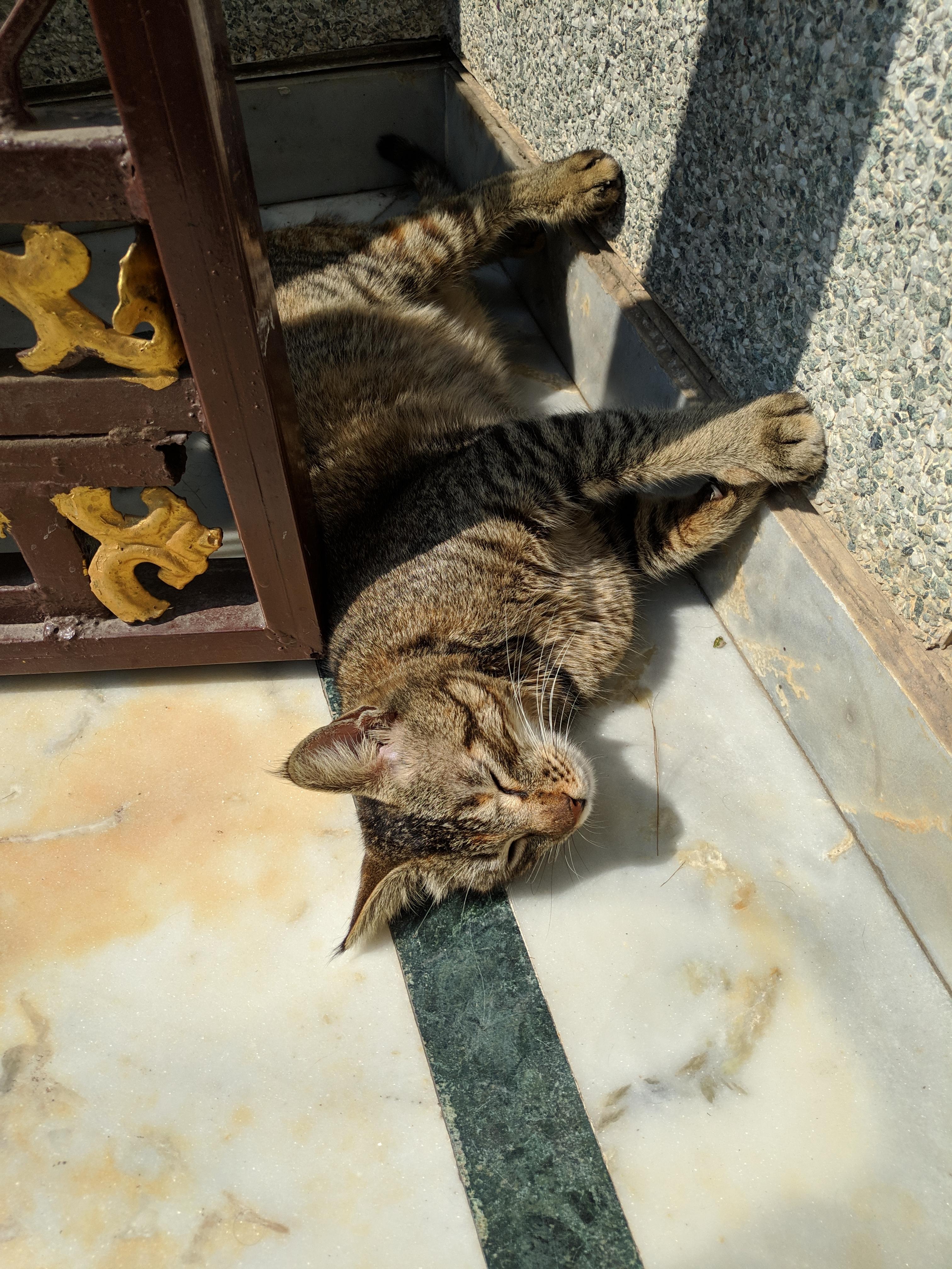 Took a photo of this cat near my friend's house... It was resting on