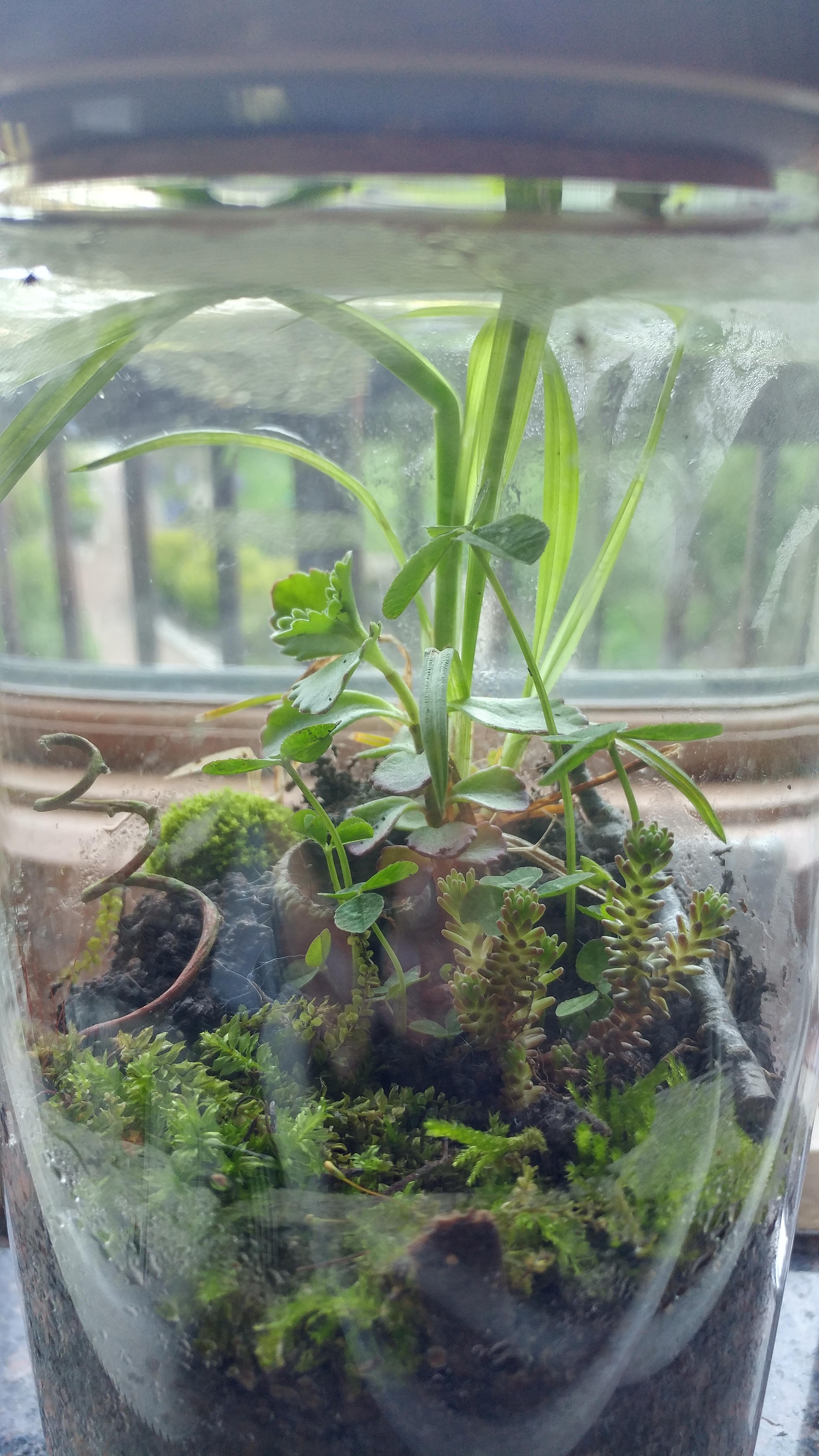 First terrarium, sealed r/terrariums
