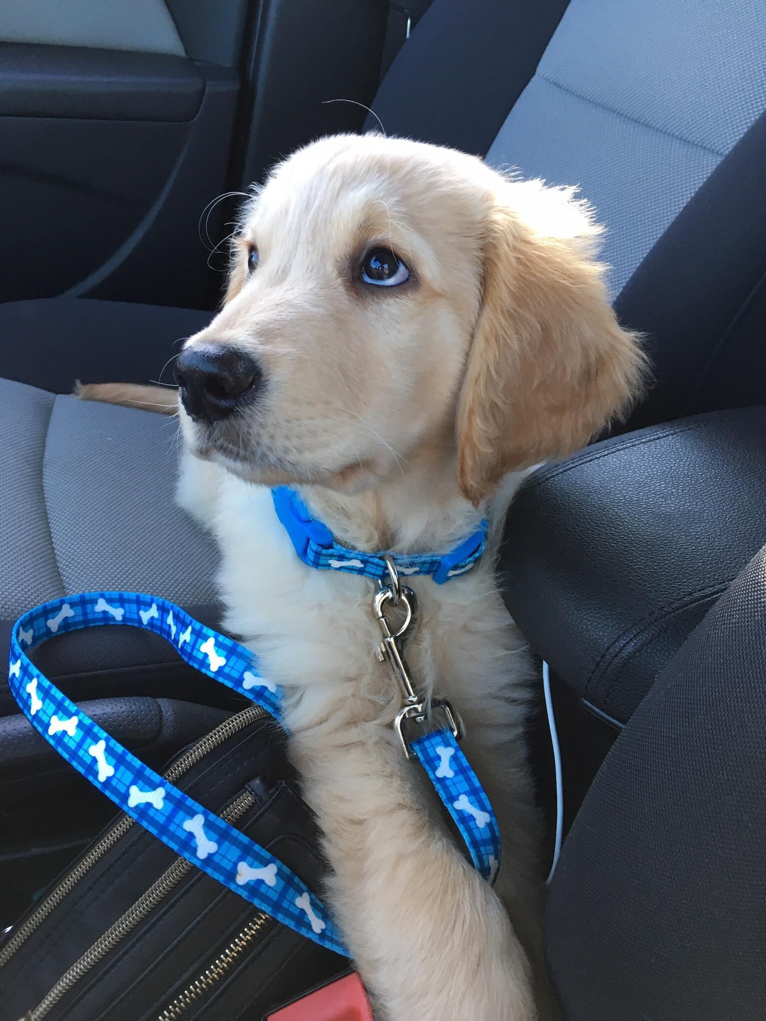 We love car rides! r/aww