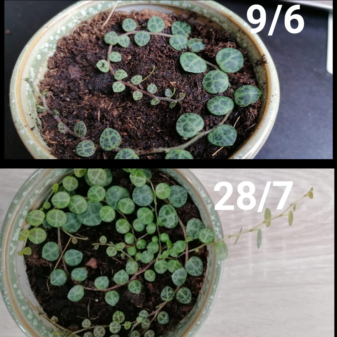 Look at this progress my string of turtles has made after just six
