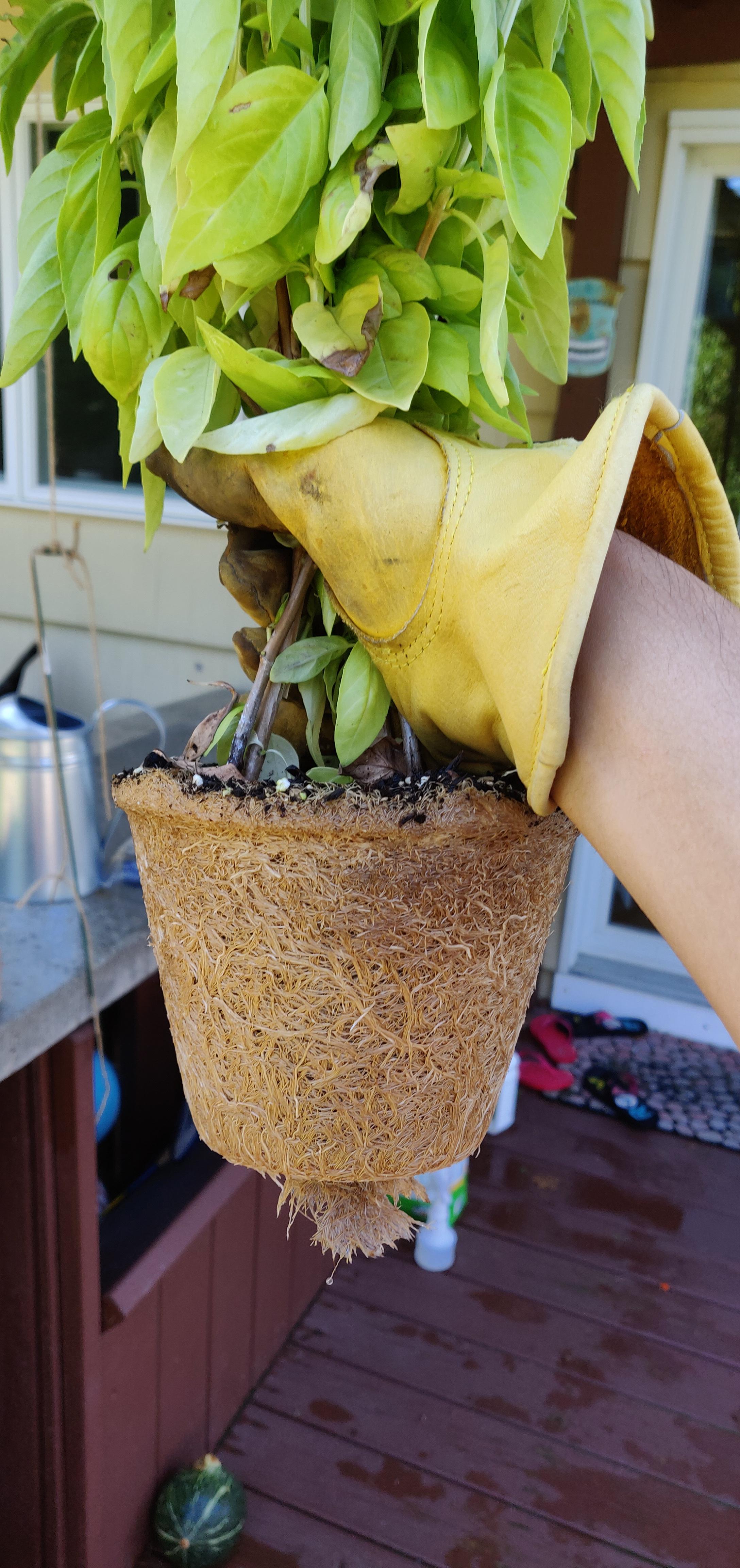 When the basil plant looks wilted no matter what you do... r