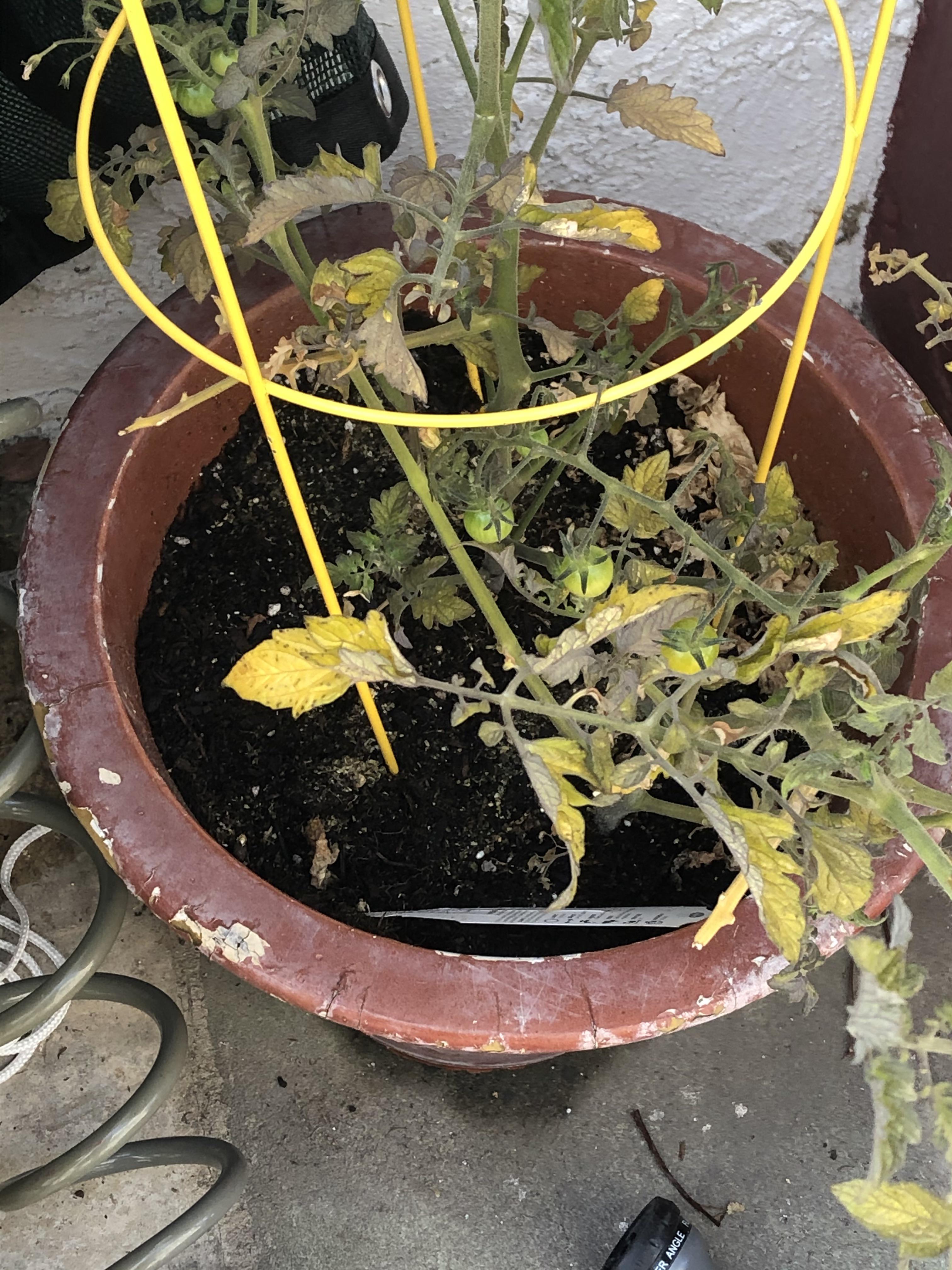 My tomato plant getting yellow, curledup leaves. r/plantclinic