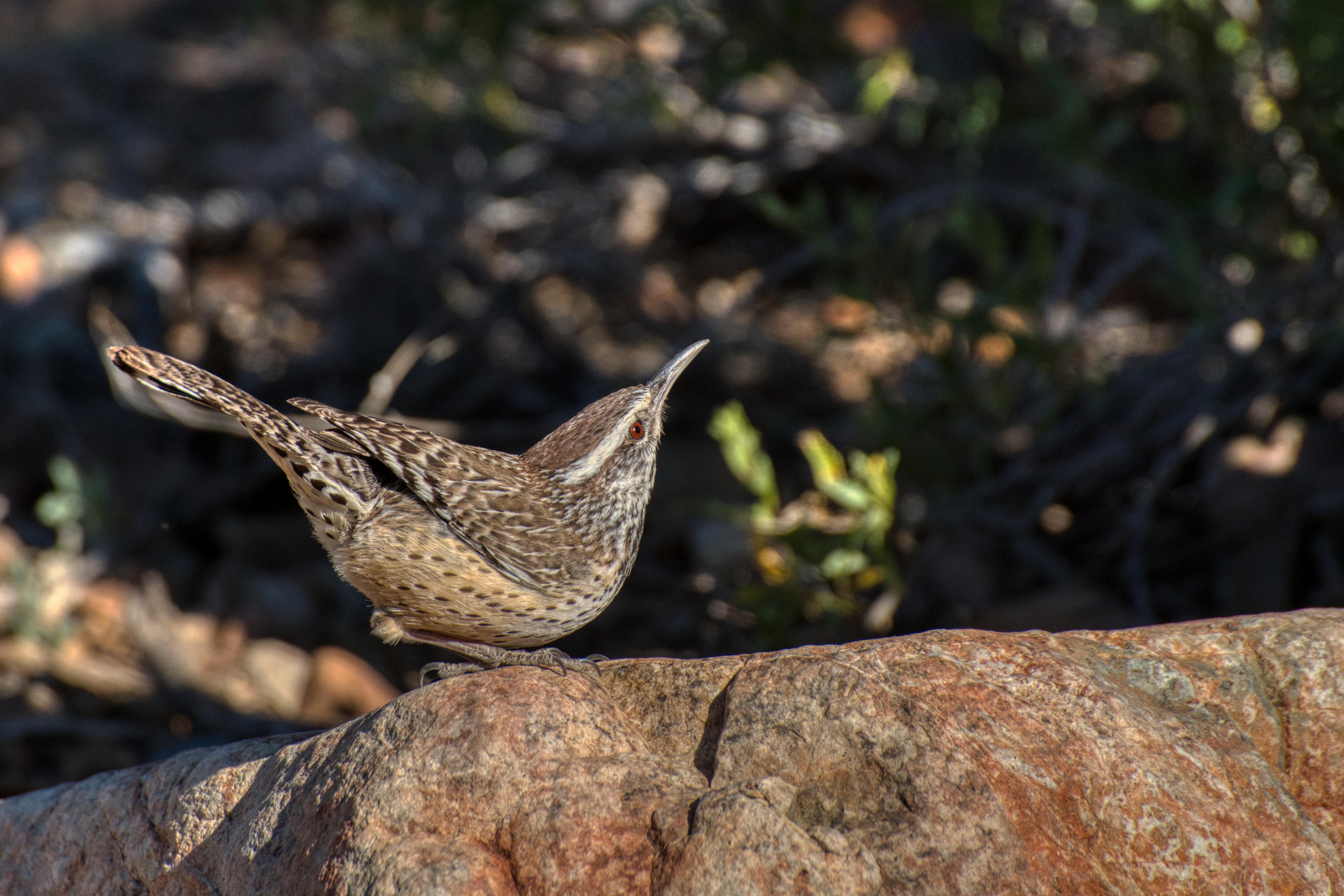 Arizona state bird (cactus wren) r/wildlifephotography