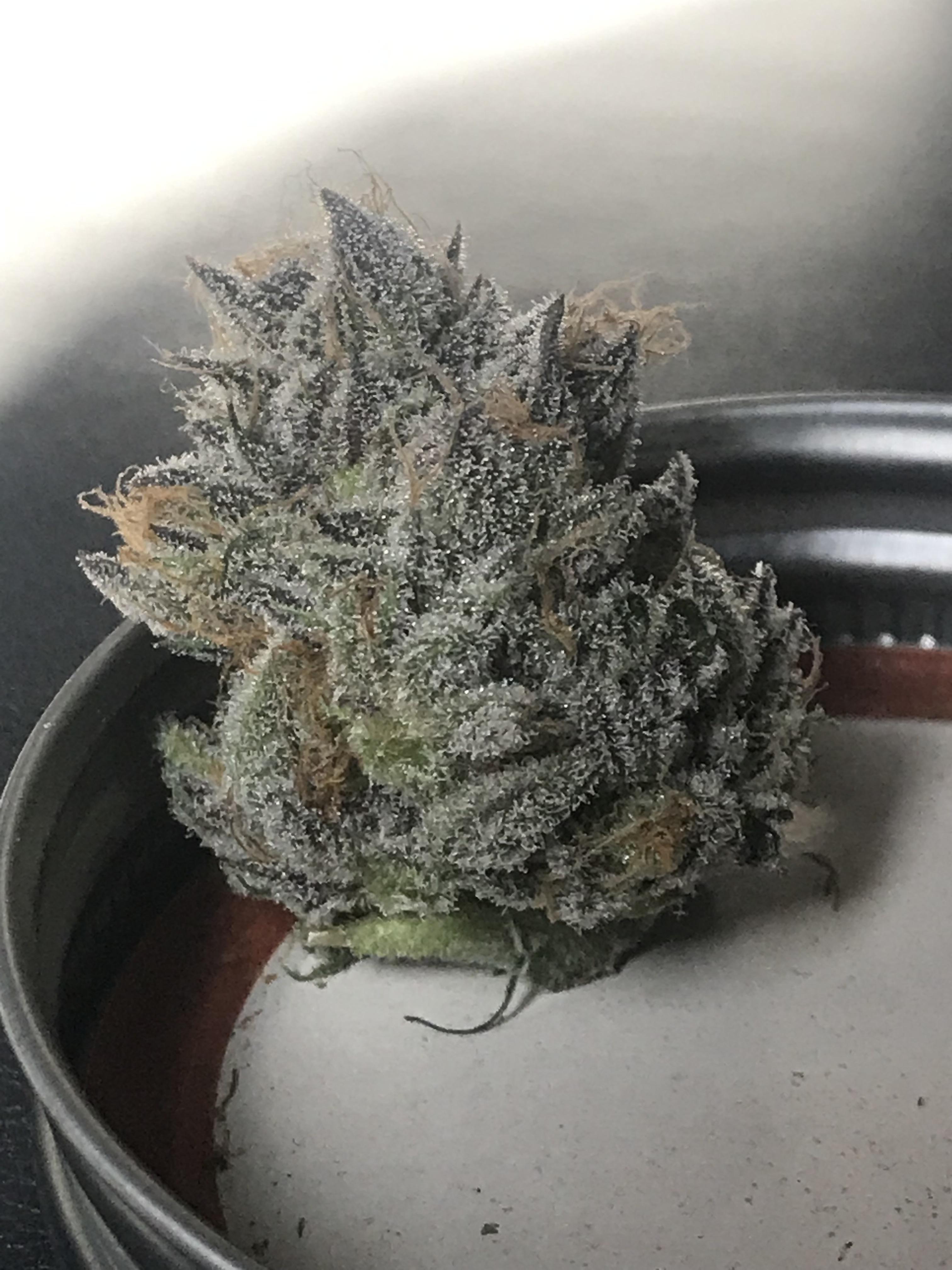 Nothing like growing your own that’s equally as good/better than Cali