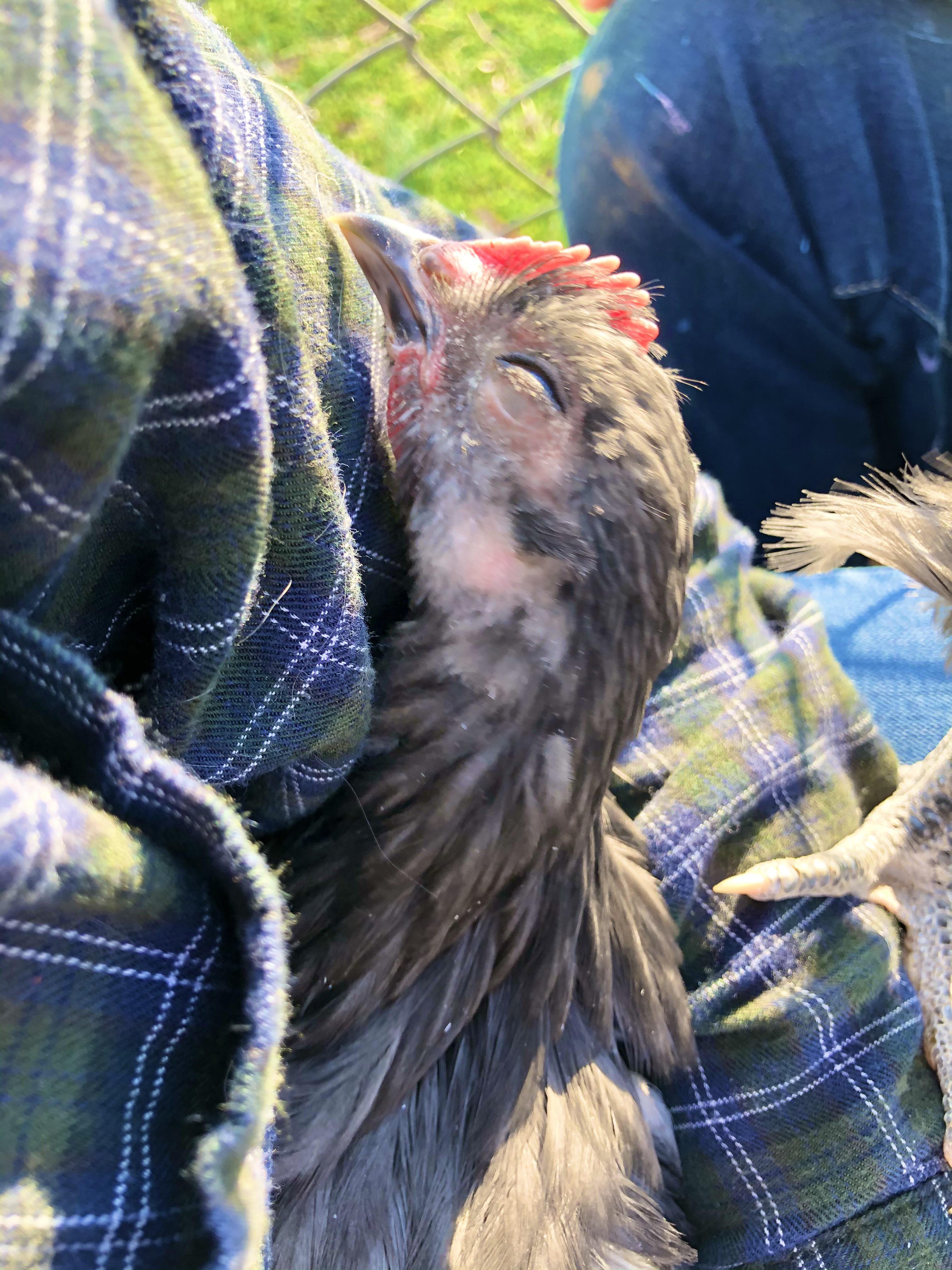Venice AKA Pecker, one of our baby roosters! He’s spoiled! r/chickens