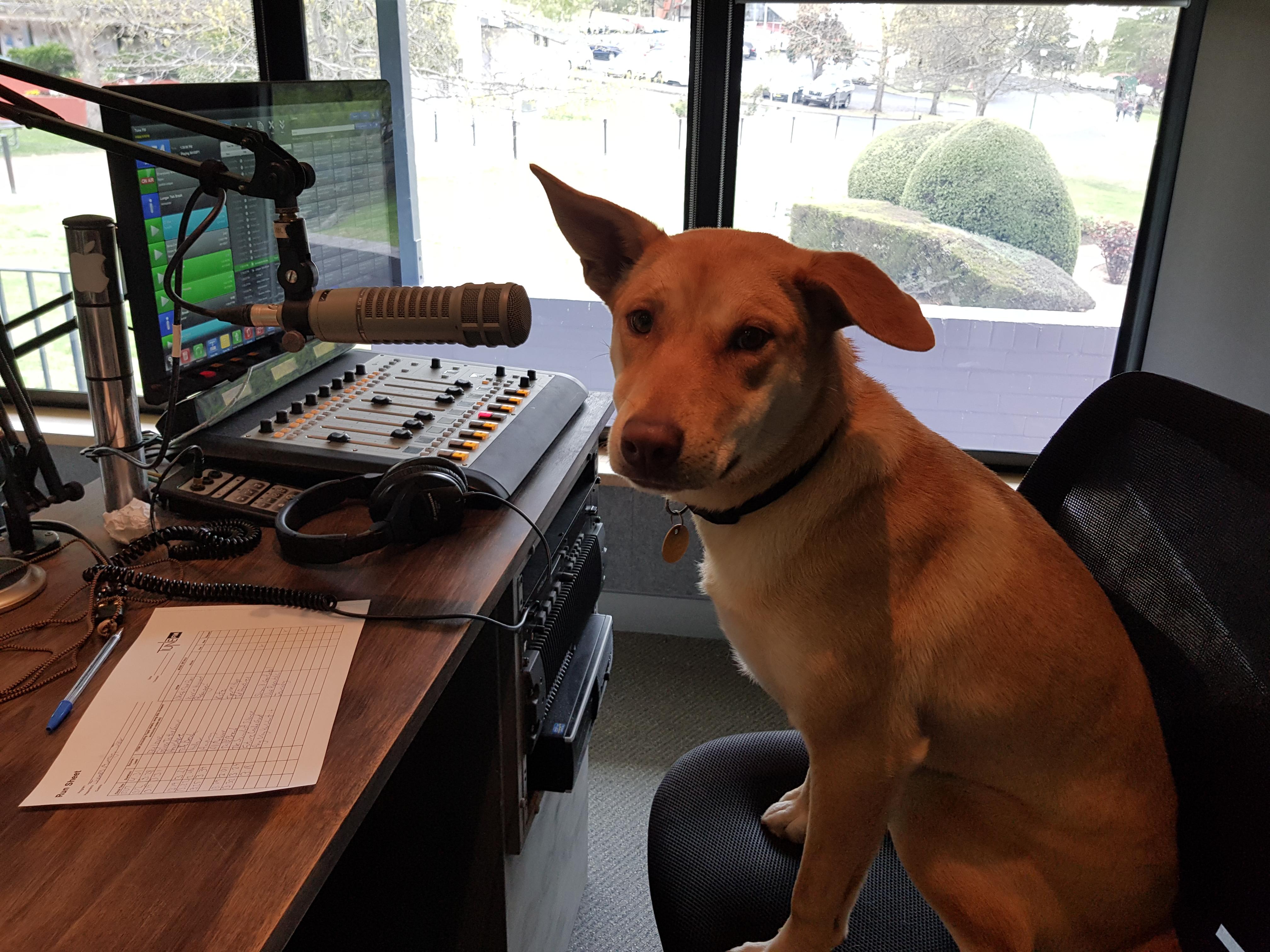Jinx the Radio Dog r/dogswithjobs
