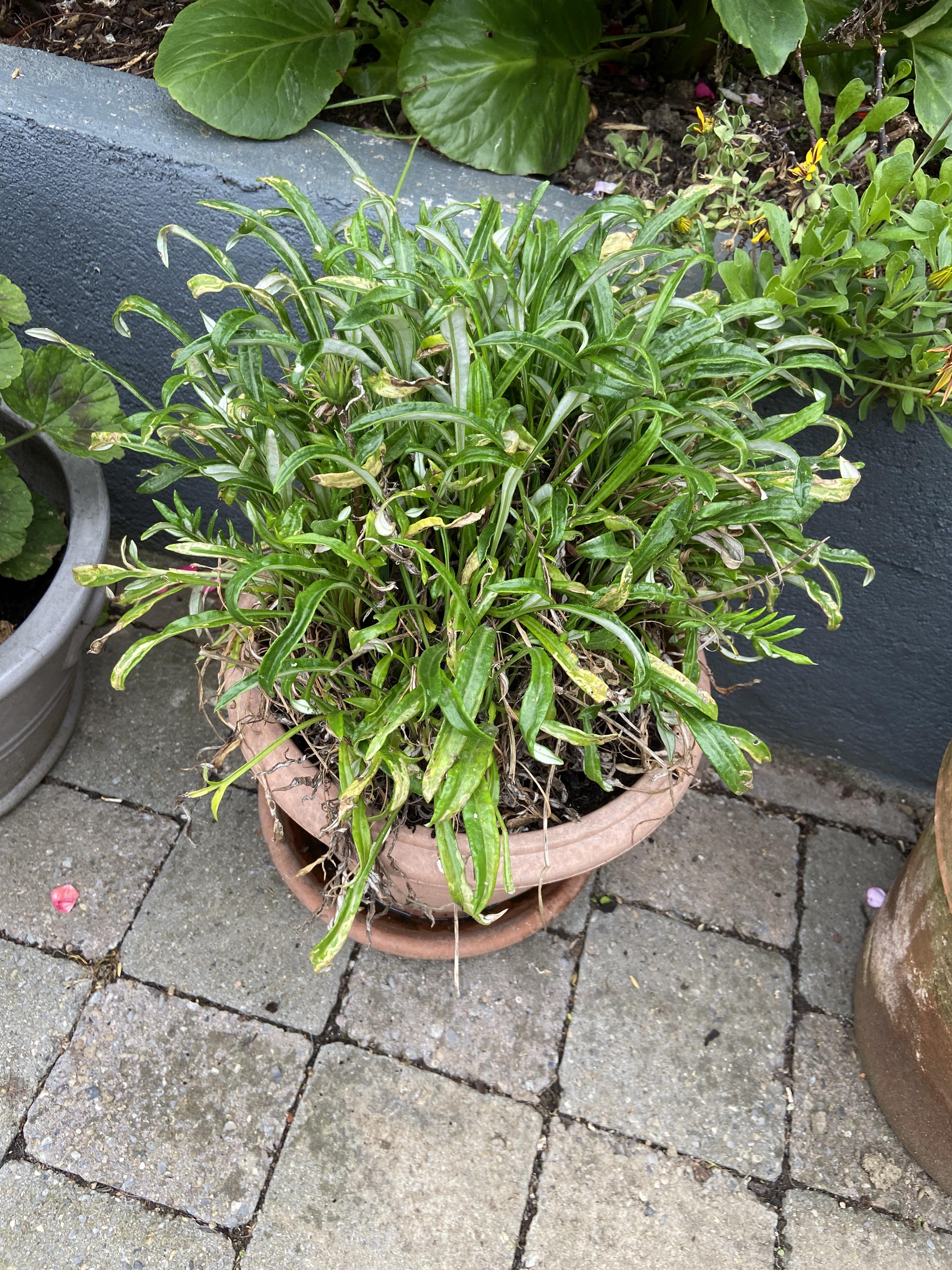 What’s this plant and why isn’t it flowering? r/whatsthisplant