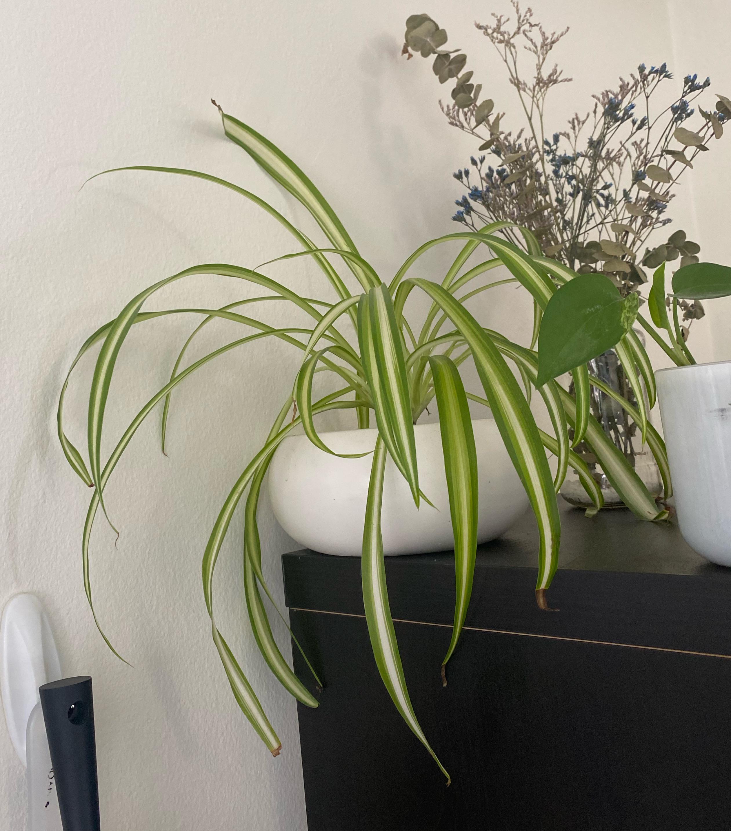 does this spider plant look happy? the tips are brown so i’m worried