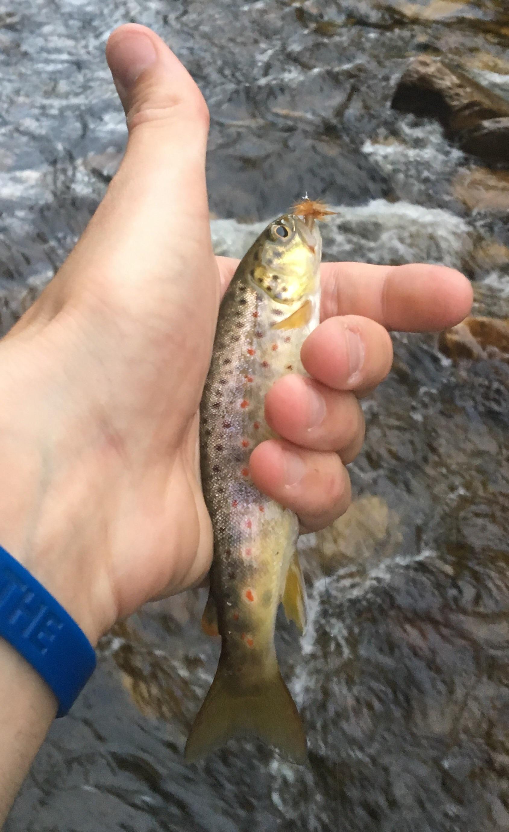 Stunning brown trout I caught on the Battenkill River in Vermont r/flyfishing