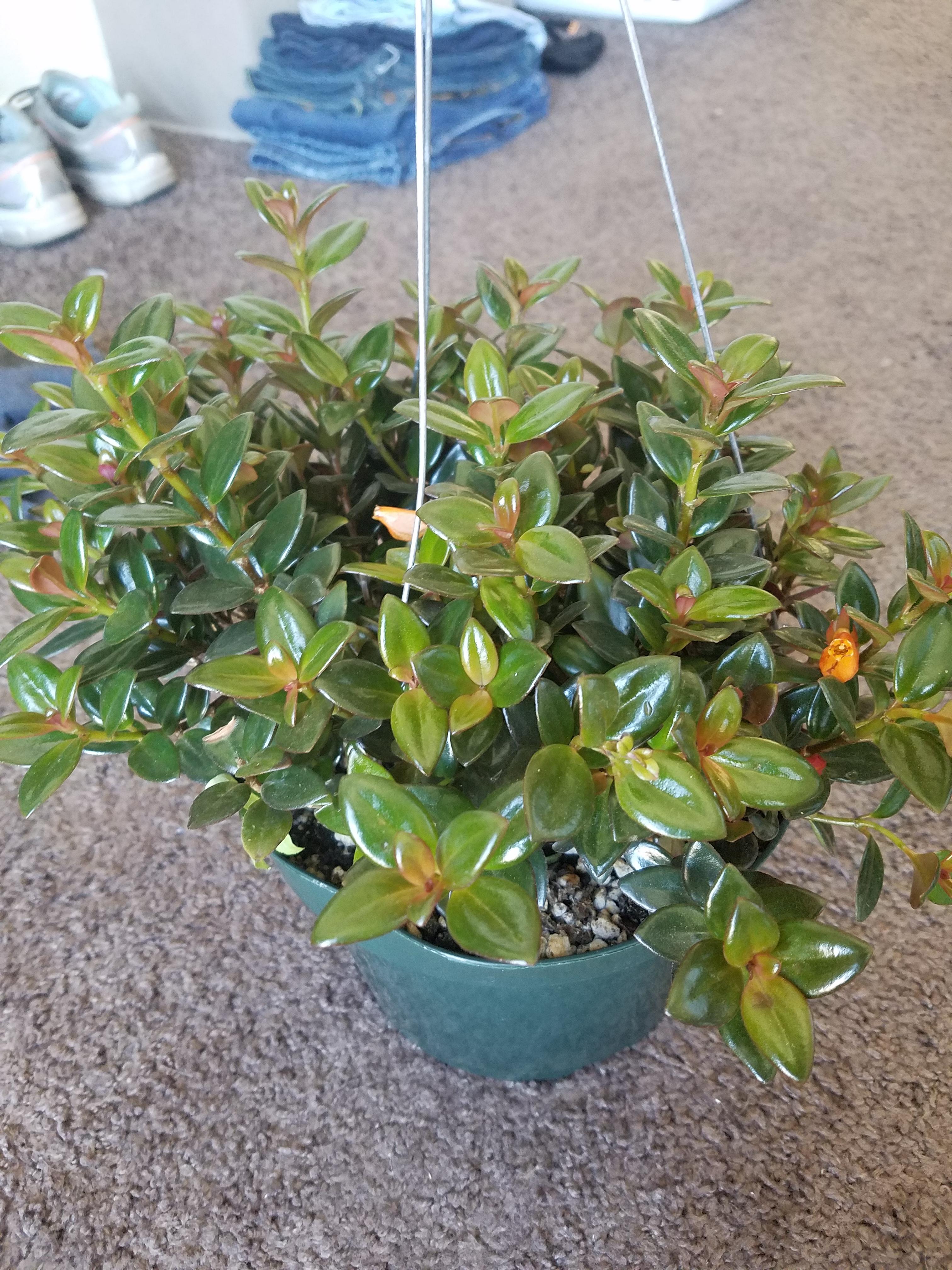 Goldfish Plant Care Australia / Goldfish Plant Care Water Sunlight And