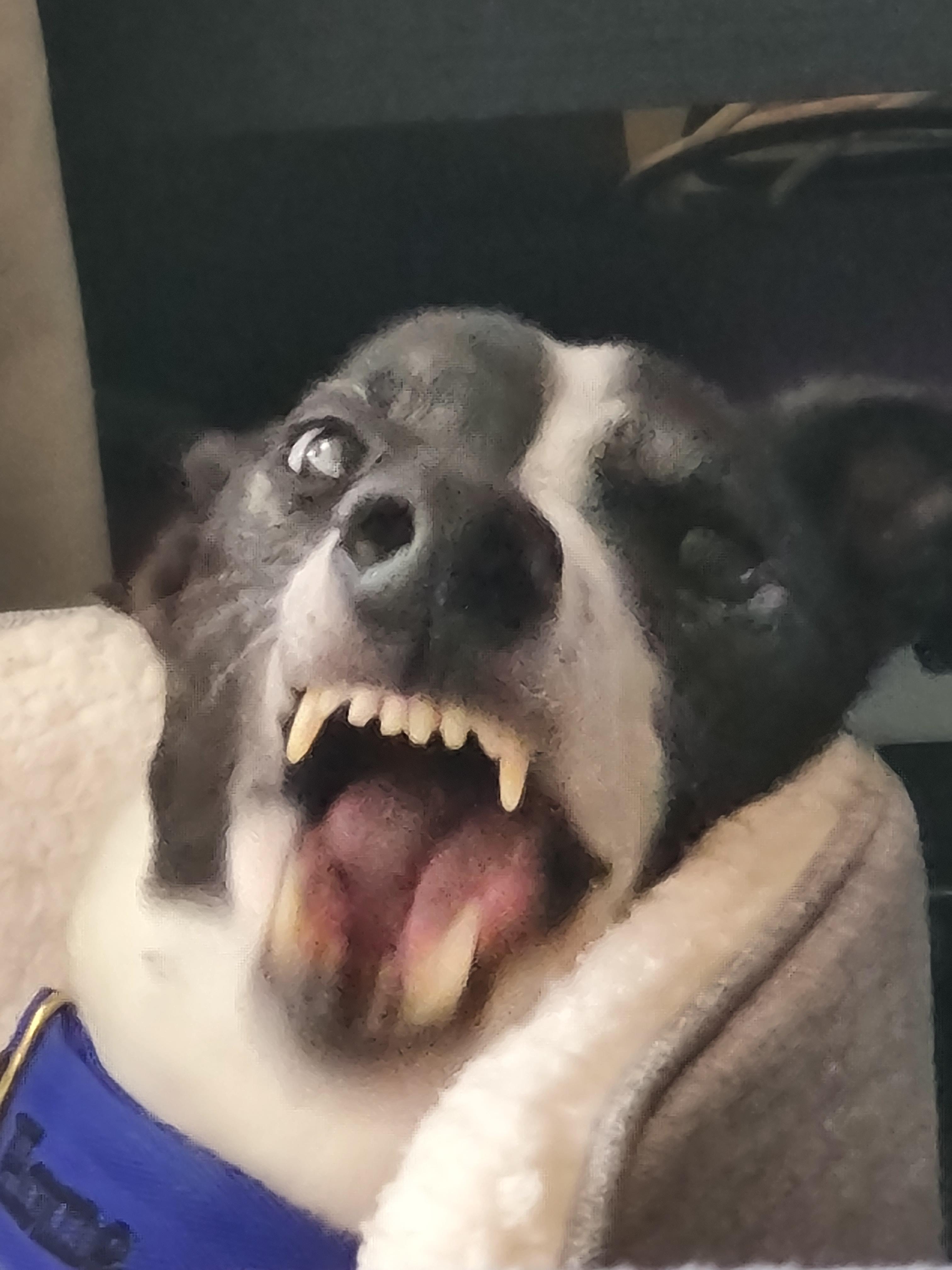 The best photo of our first Greyhound Doc mid yawn! r/Greyhounds