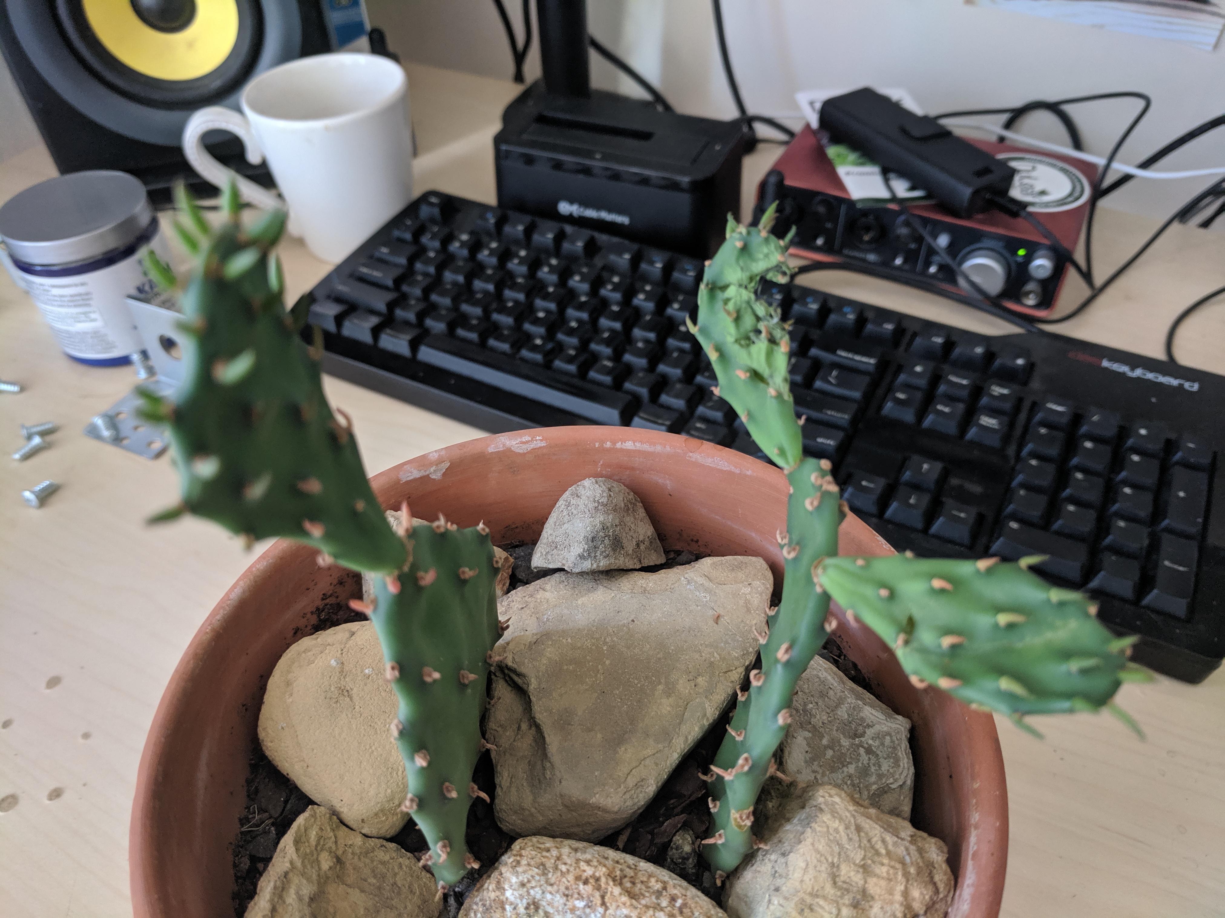 My Cat Ate My Cactus... Is it screwed? Can I cut these off? Should I