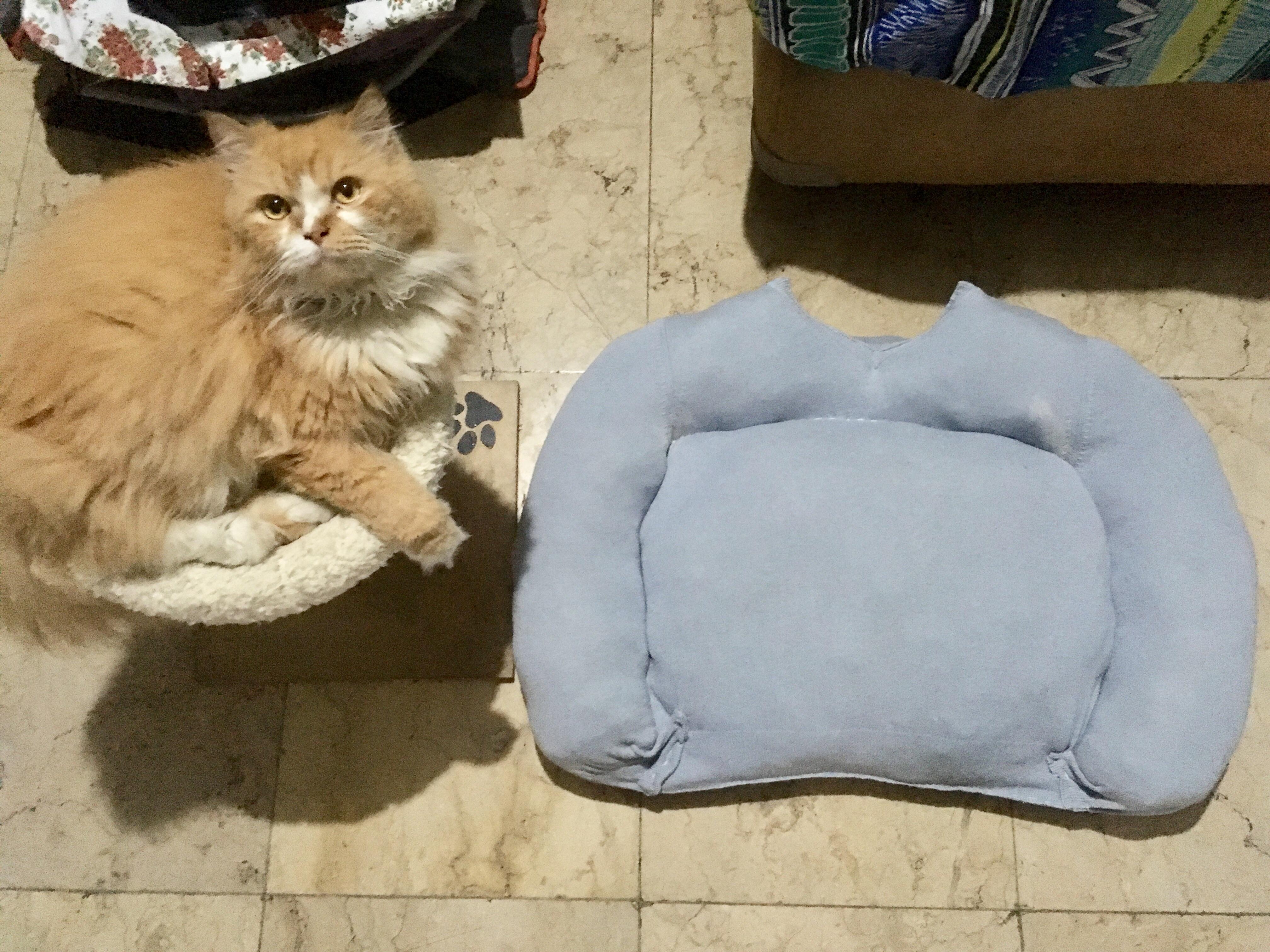 DIY cat bed made out of an old sweater (he still prefers his old bed
