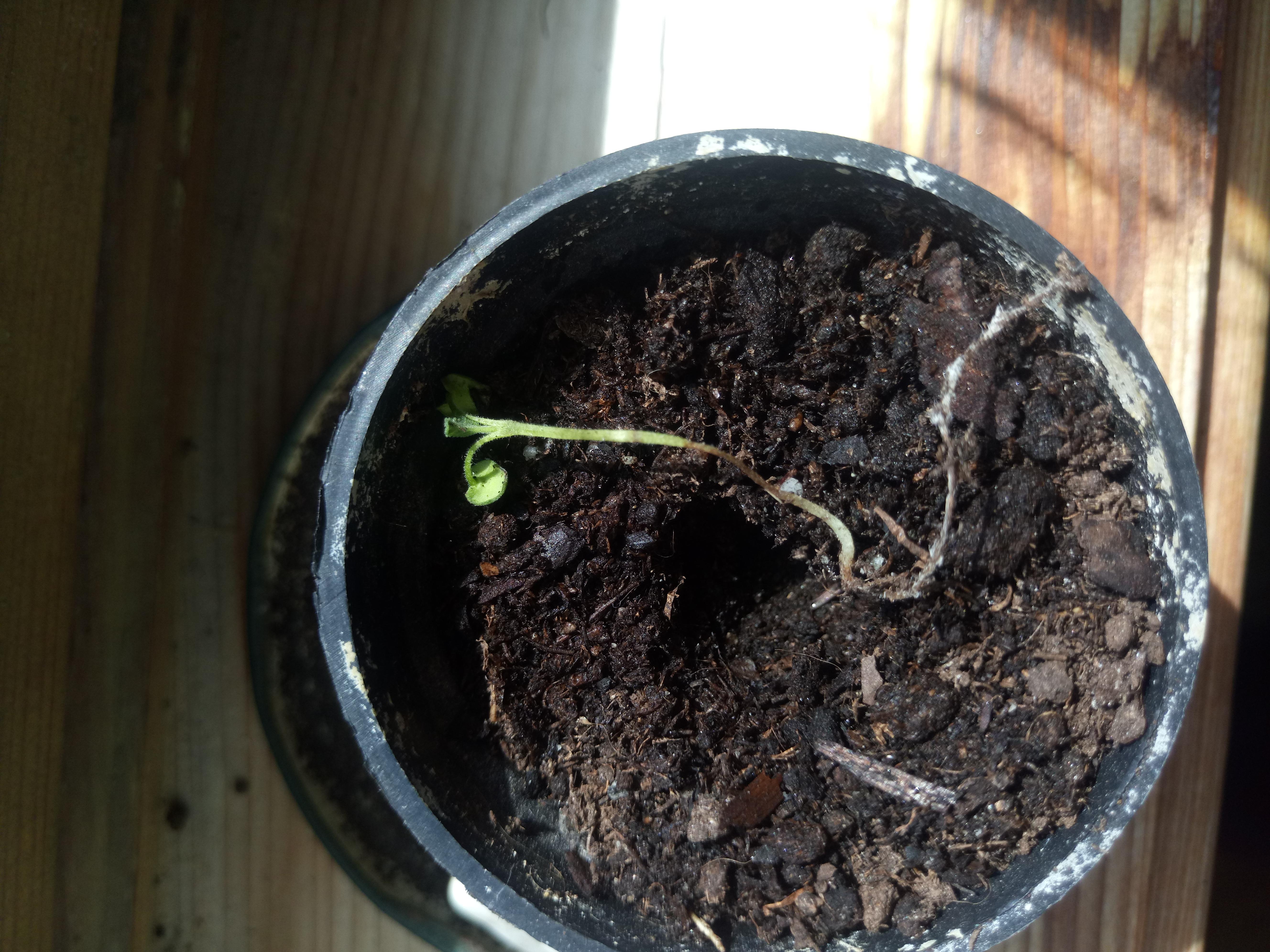 sage keeps dying I've tried 5 times already r/plantclinic