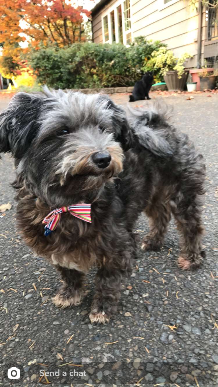 What color is my dog? r/dogpictures