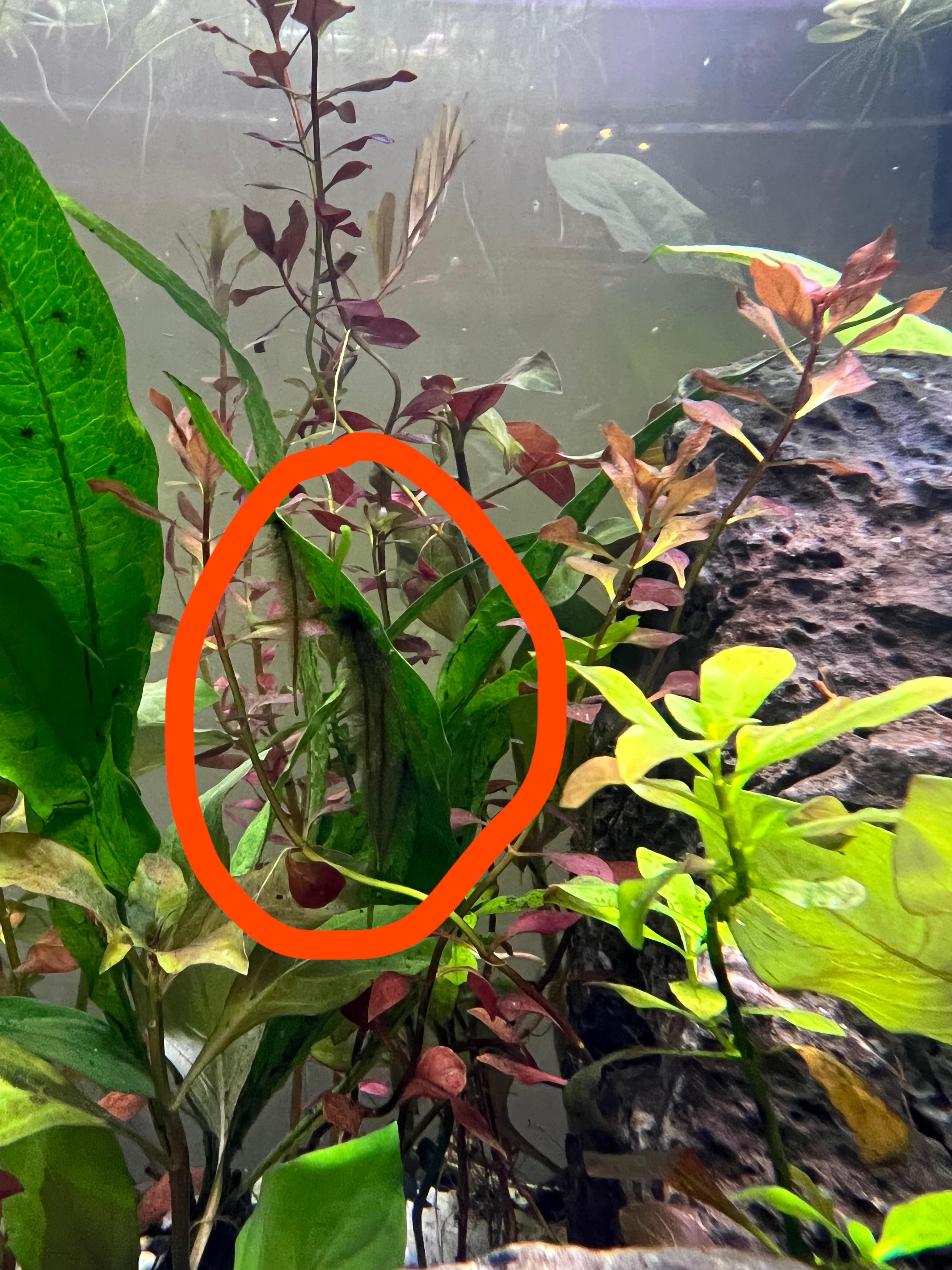 What is that growing on my Java fern? It’s triggering my trypophobia