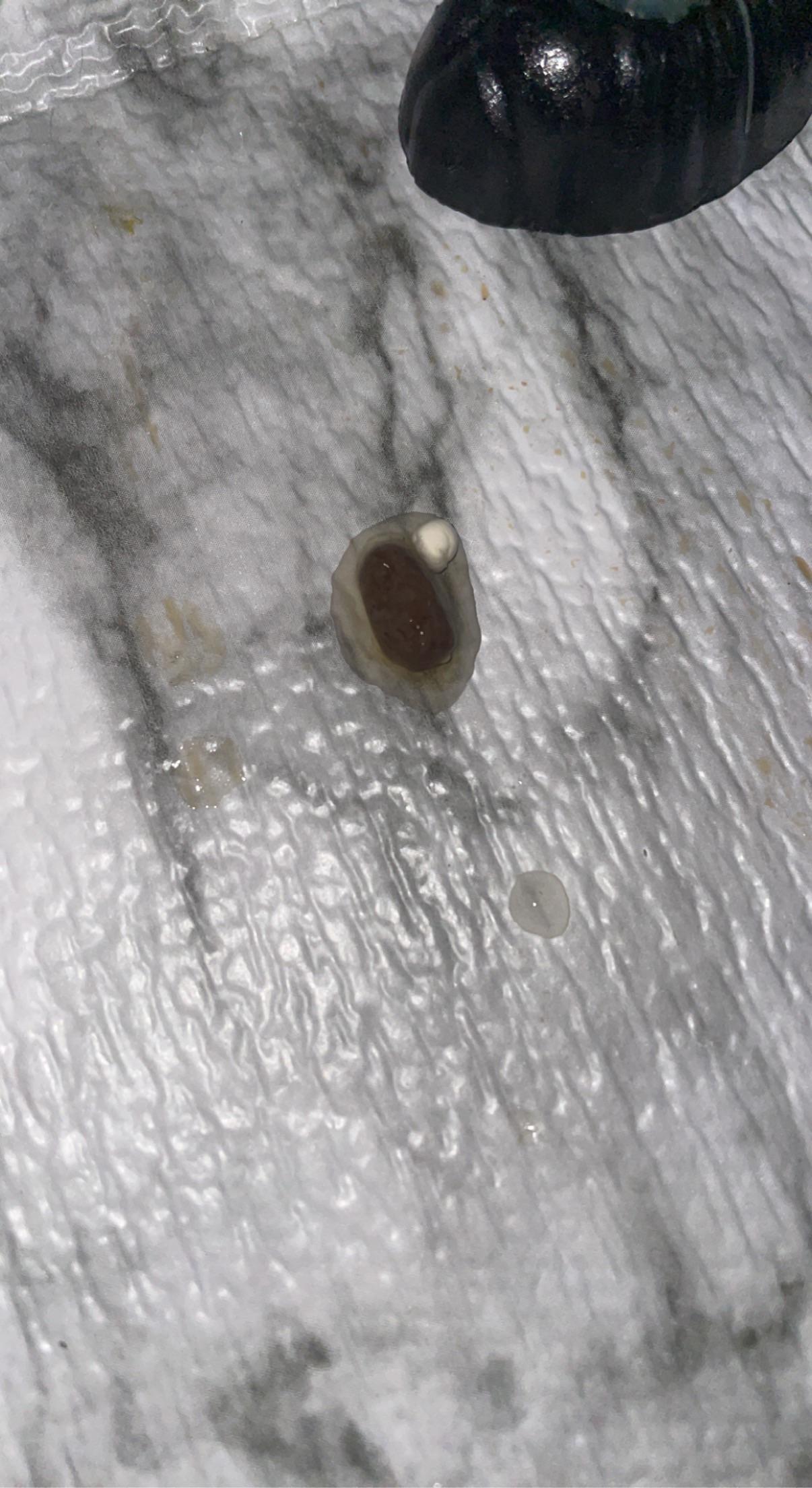 This was after my leo didn’t go poop for a week. he passed a urate a