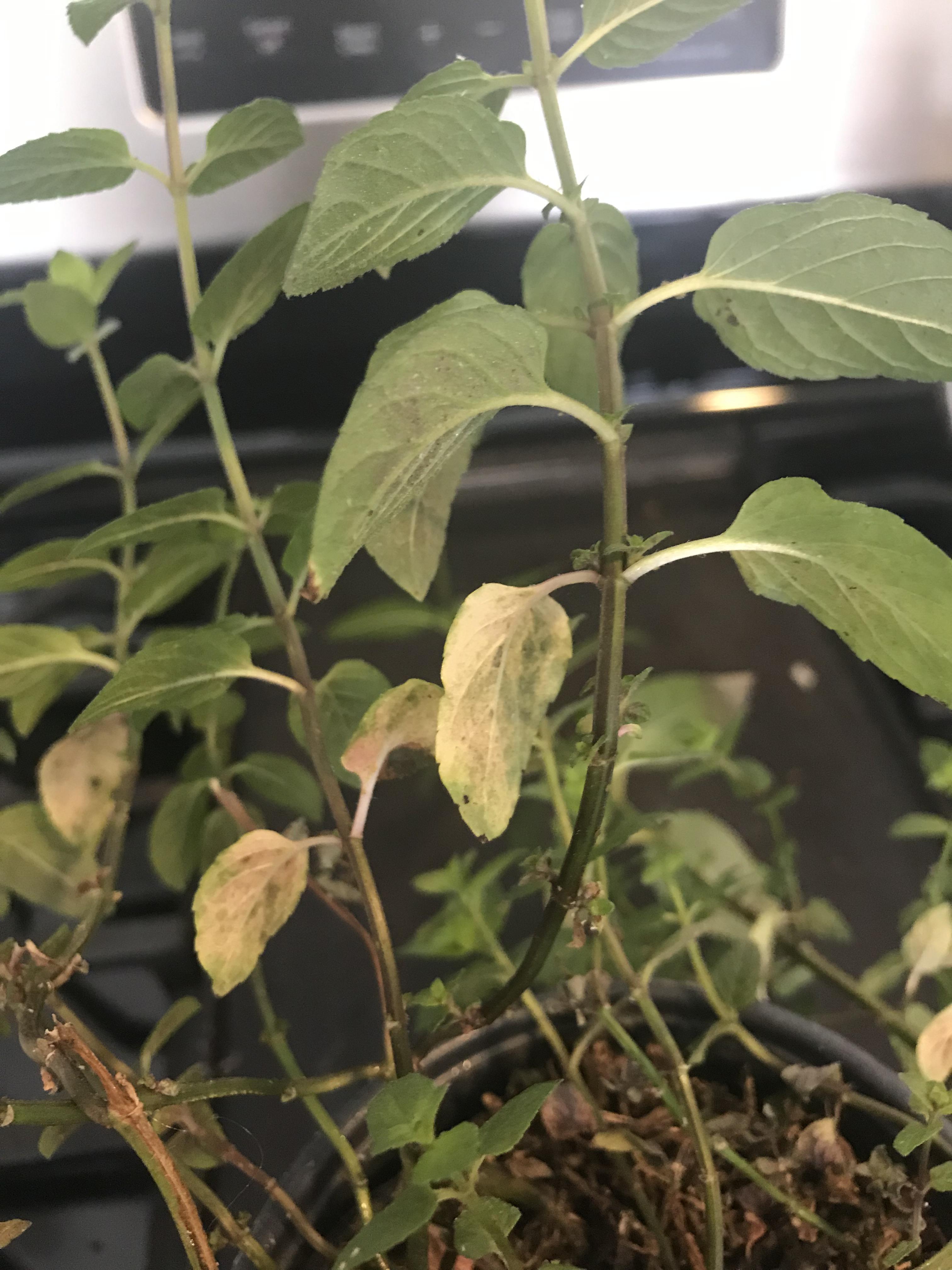 What is wrong w my peppermint? Some leaves normal, others turning pale