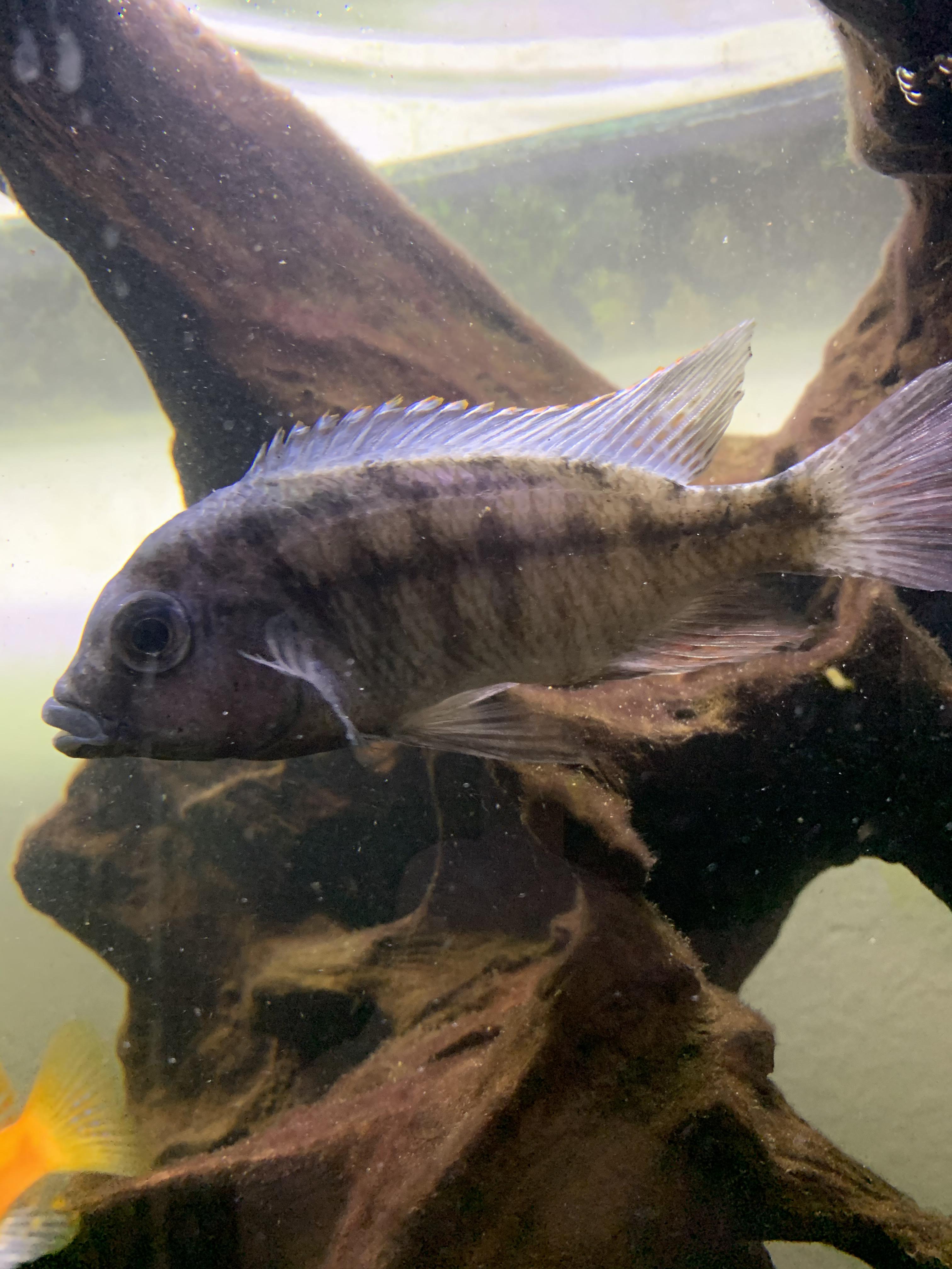 Sunken Belly help r/Cichlid