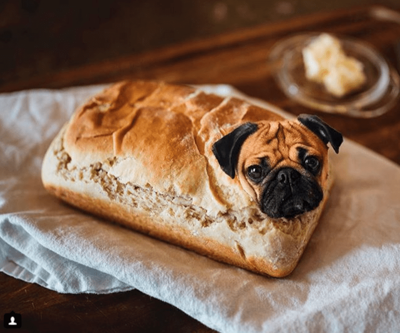 Pug Loaf,Dog In Food , Very Interesting! r/aww