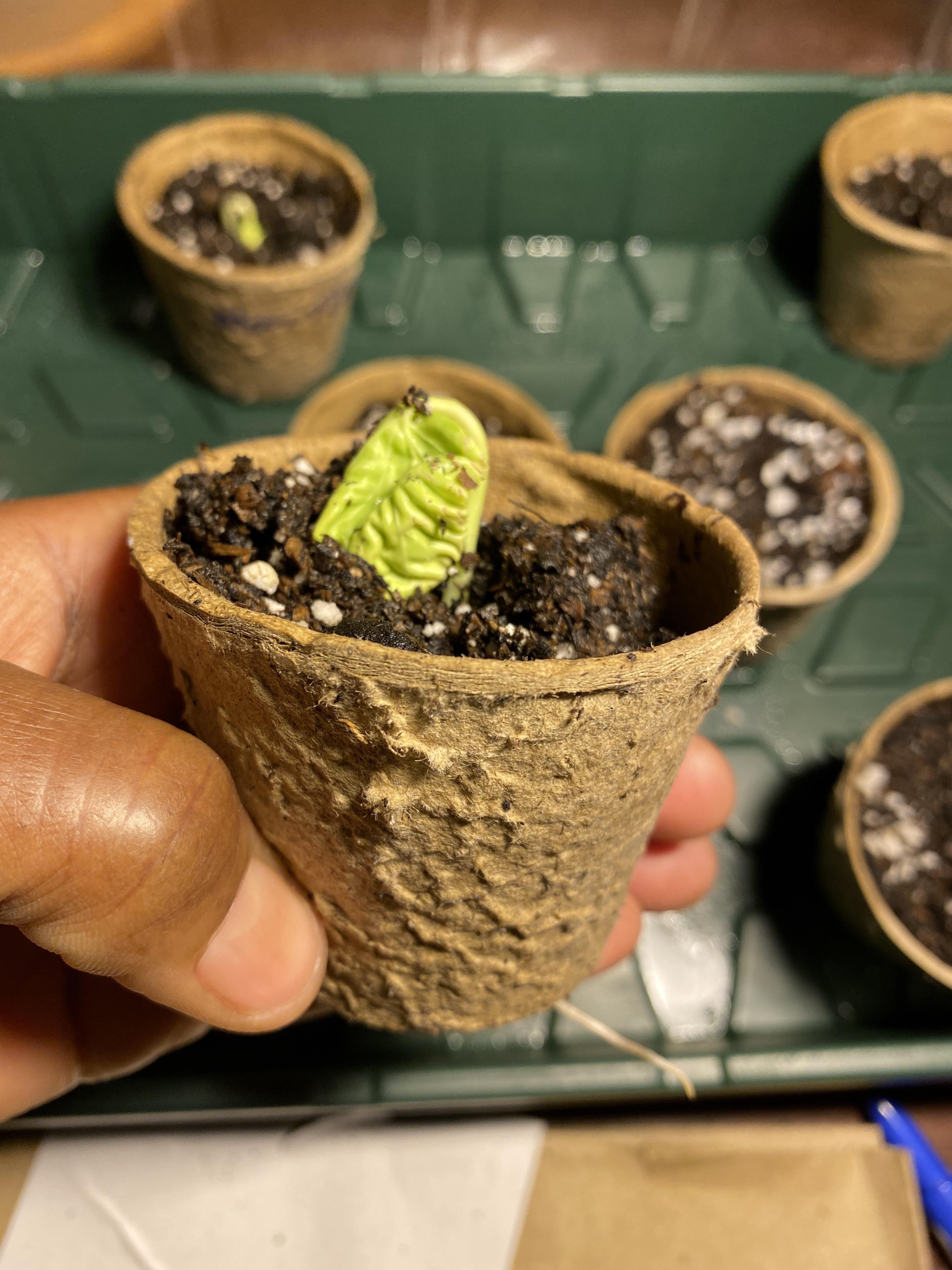 My only surviving dwarf sunflowers after damp off. Should I already