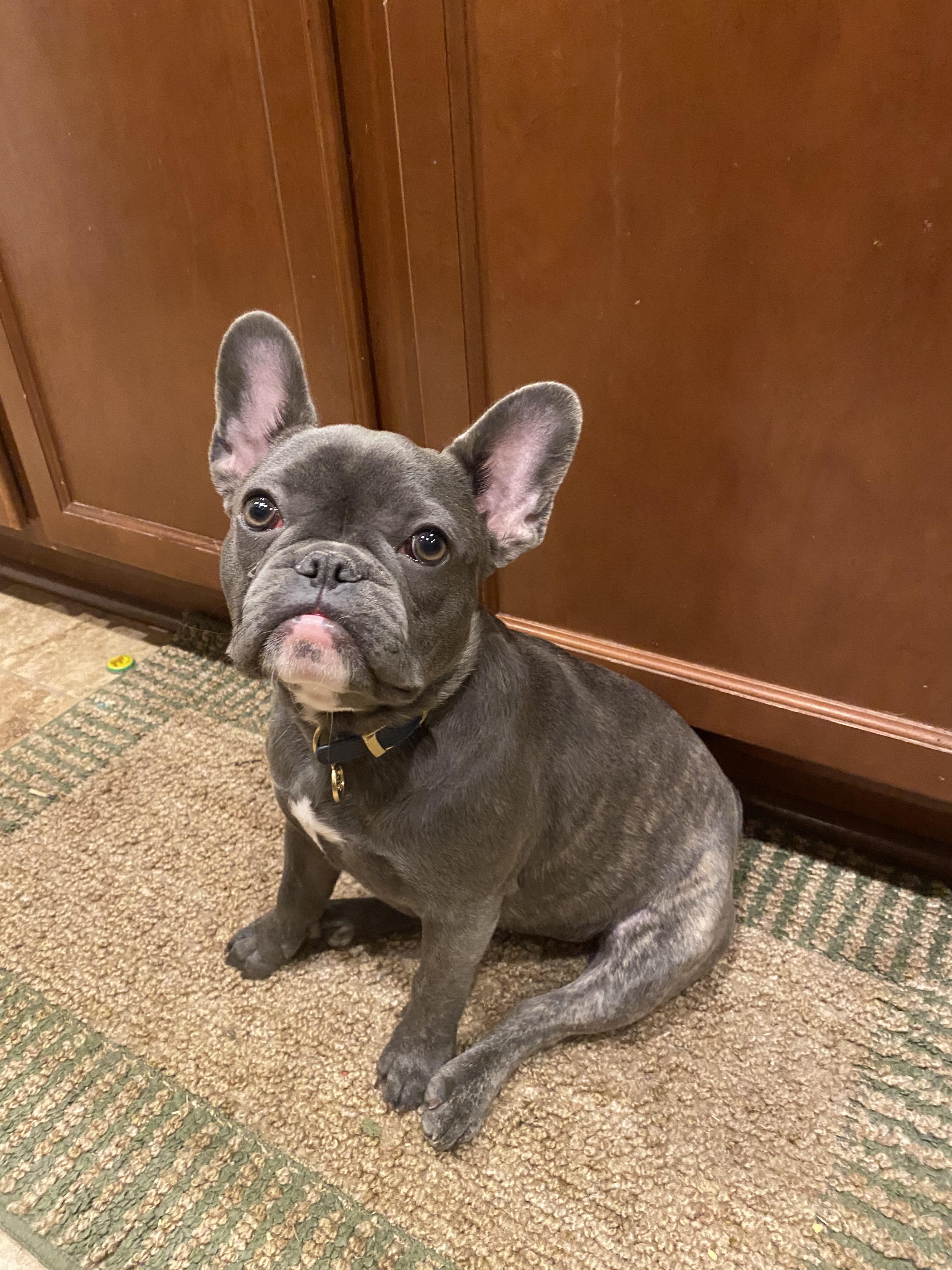My buddy’s 6month old Frenchie, Benson r/Frenchbulldogs
