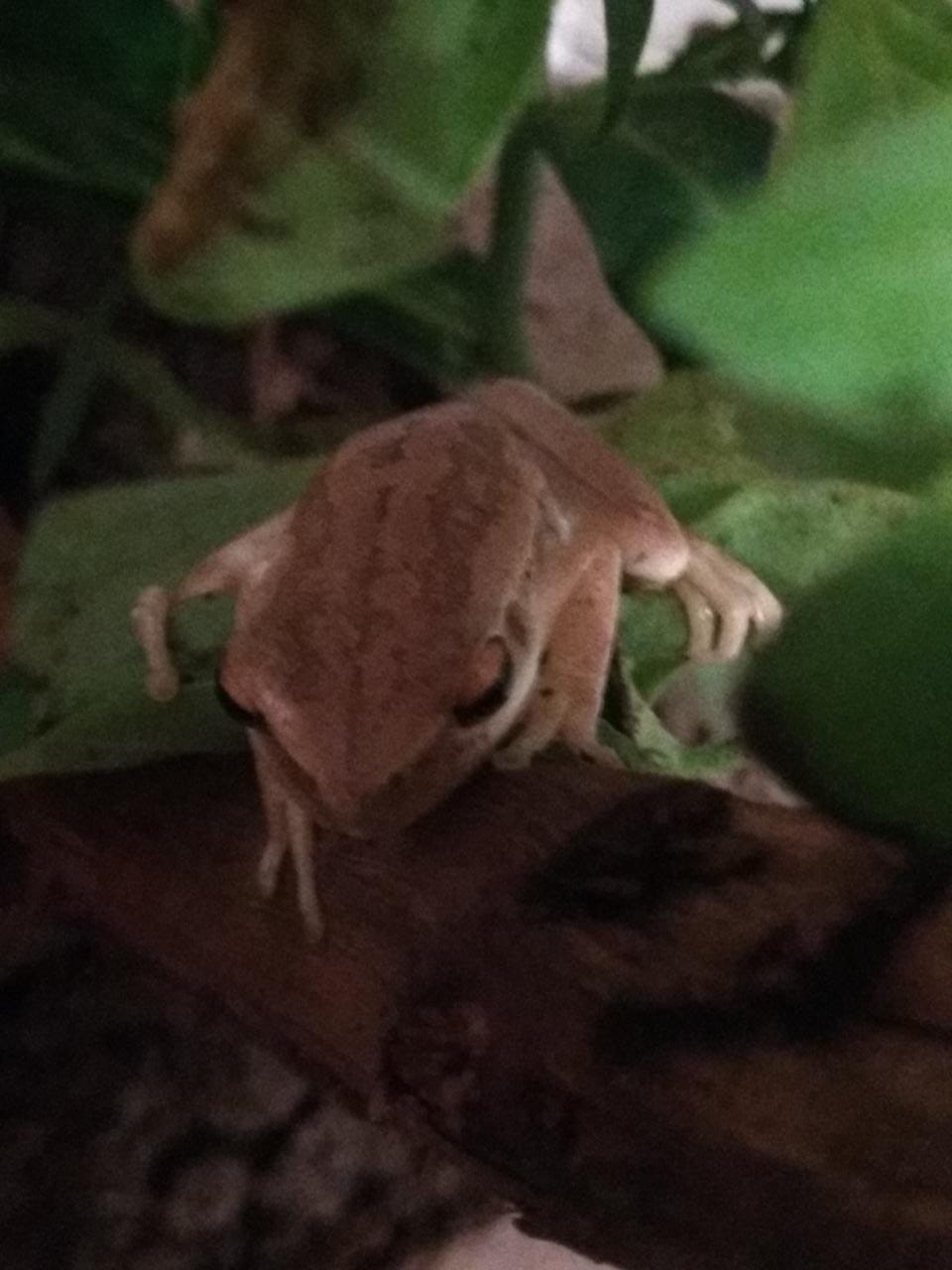 Goodbye little fella, it's been the best 2 months of my depressed life taking care of you r/frogs