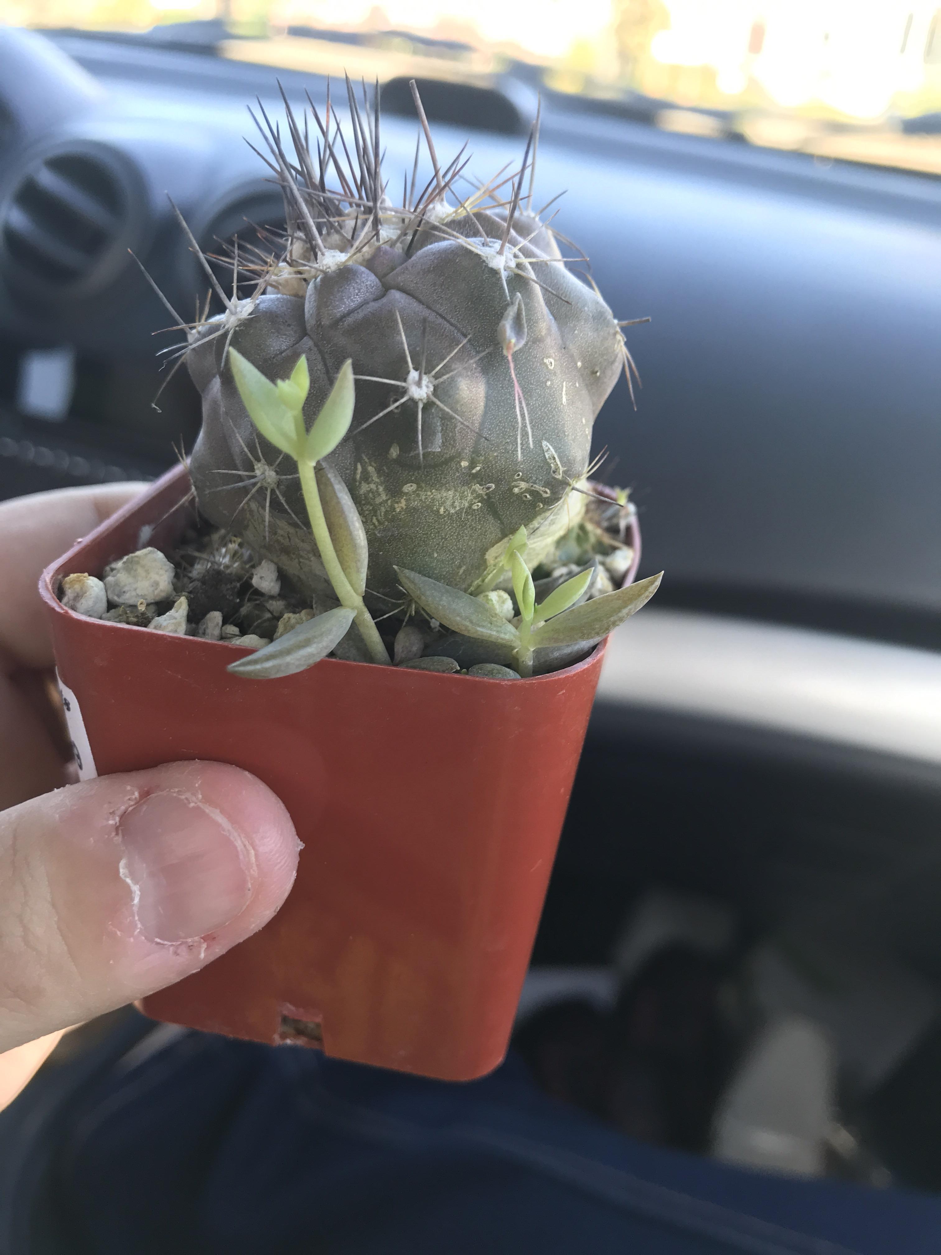 Does anyone know what these pups are that hitched a ride with our new