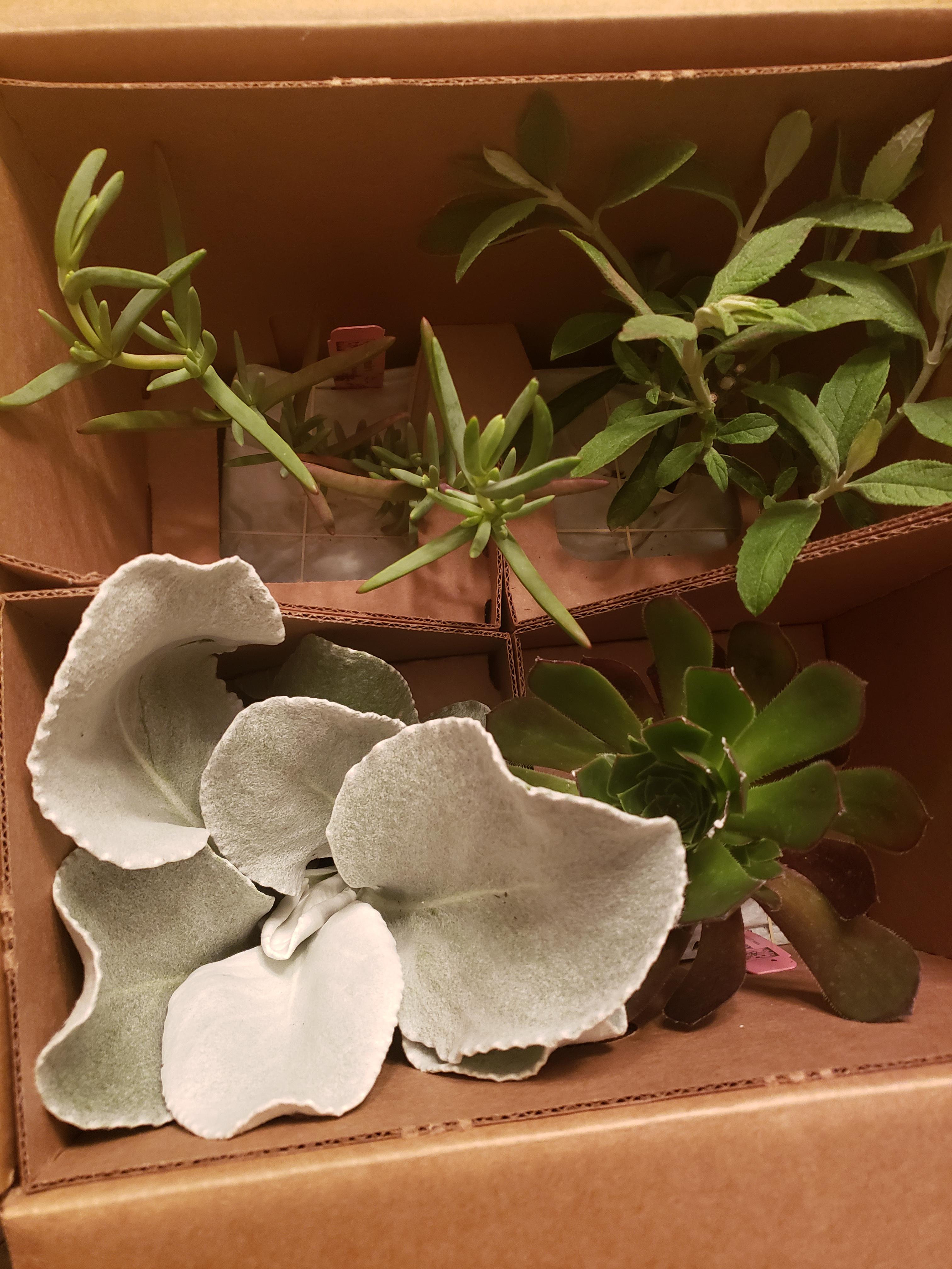 Today's plant mail. r/houseplants